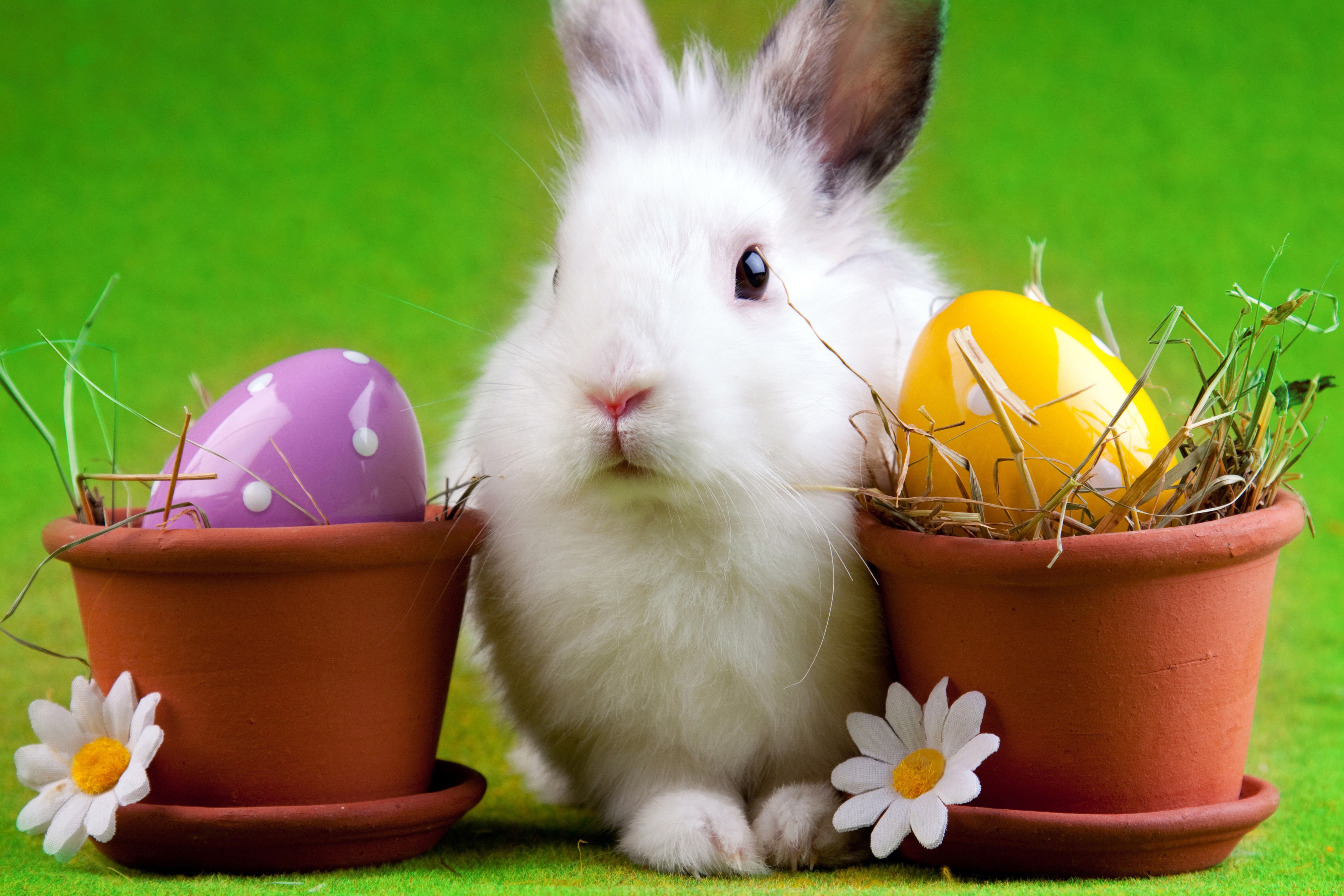 Easter bunny with decorated eggs in flowerpots HD Wallpaper