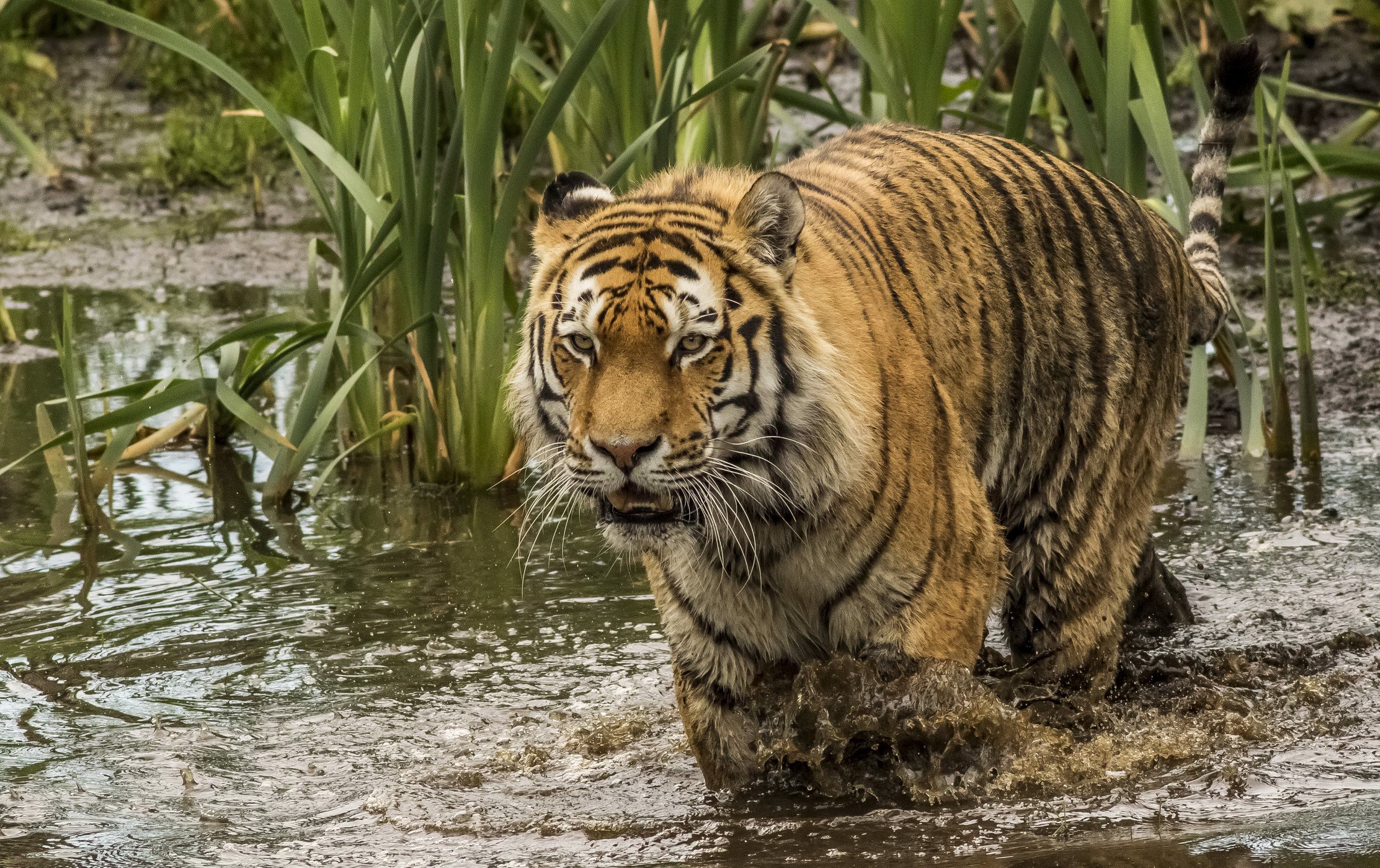 Tiger walking through water and reeds HD Wallpaper