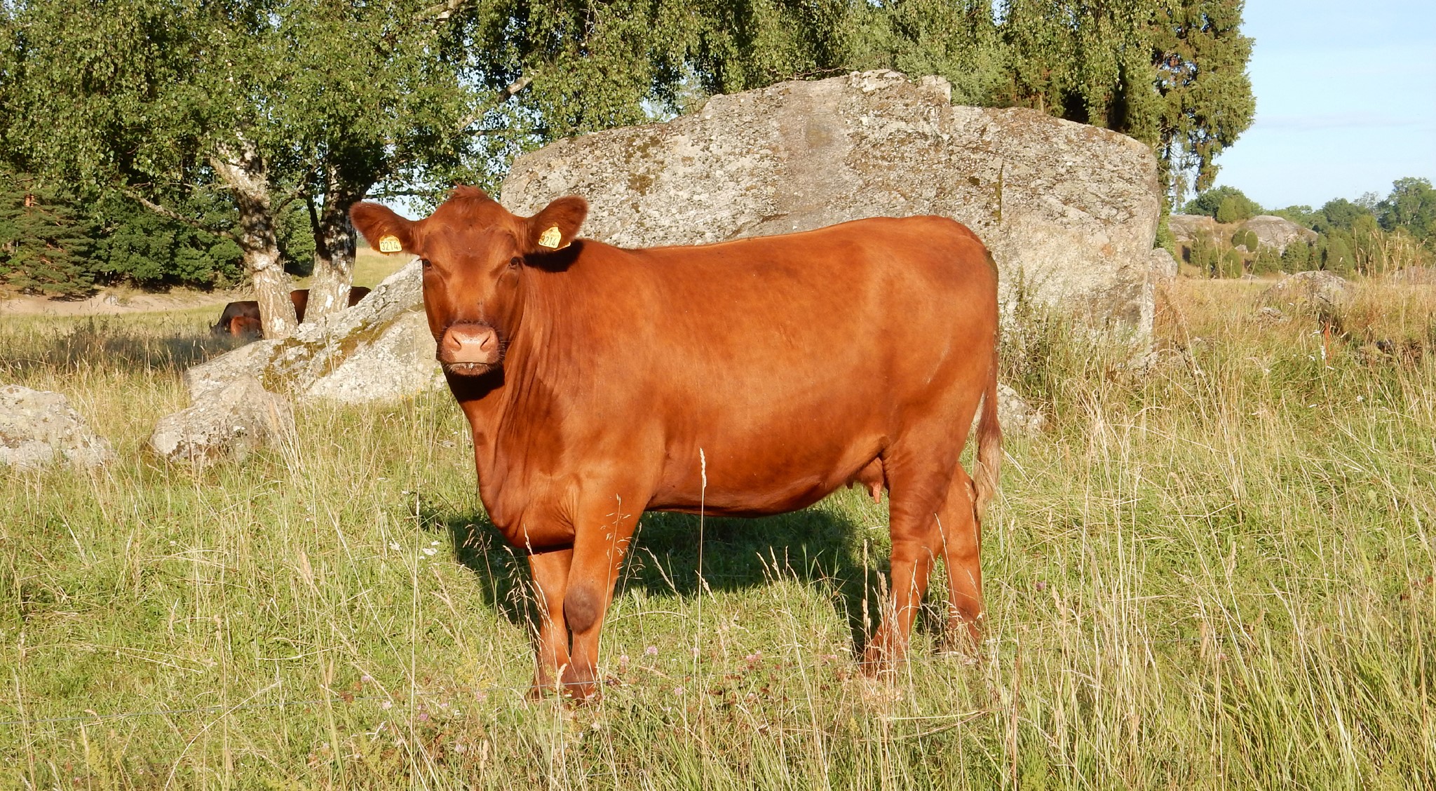 Brown cow standing in a grassy field with rocks HD Wallpaper