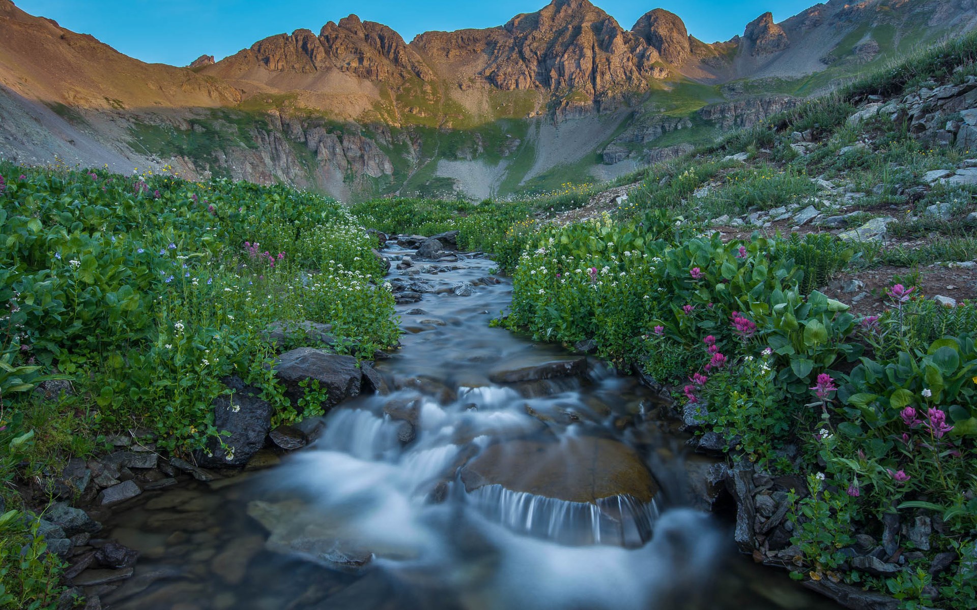 Mountain stream flowing through a meadow with wildflowers HD Wallpaper
