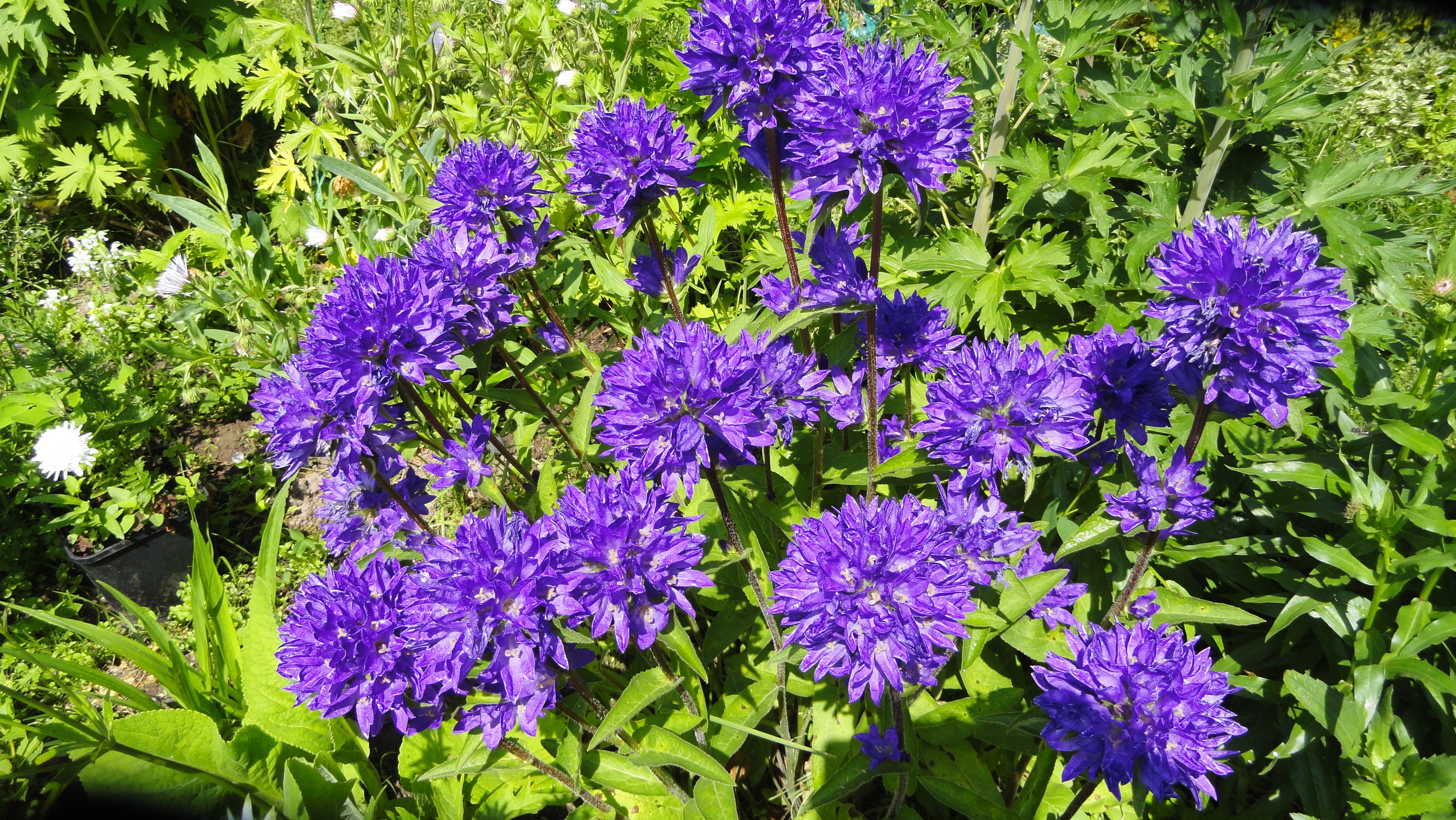 4K Campanula glomerata flowers HD Wallpaper