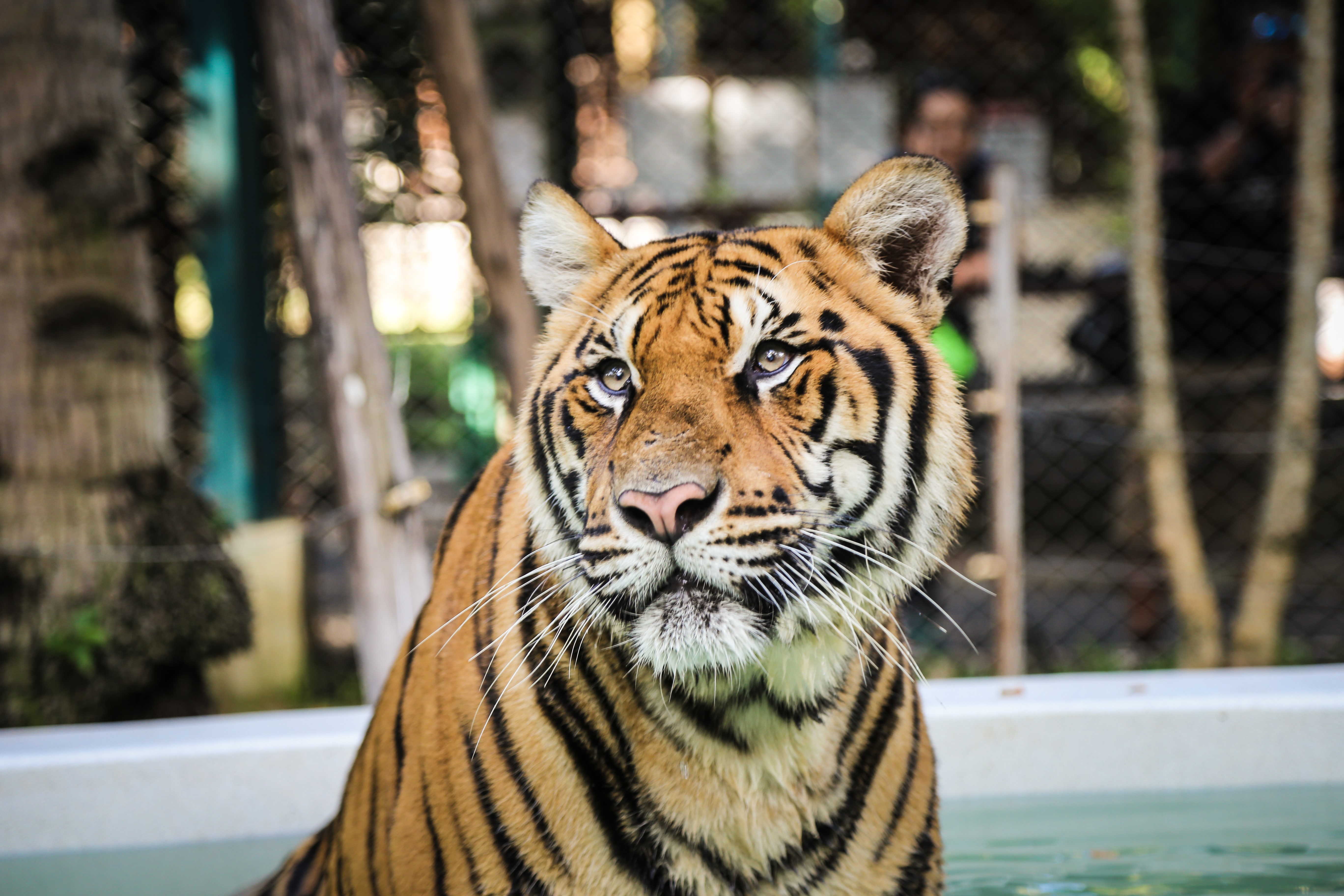 Tiger in water HD Wallpaper