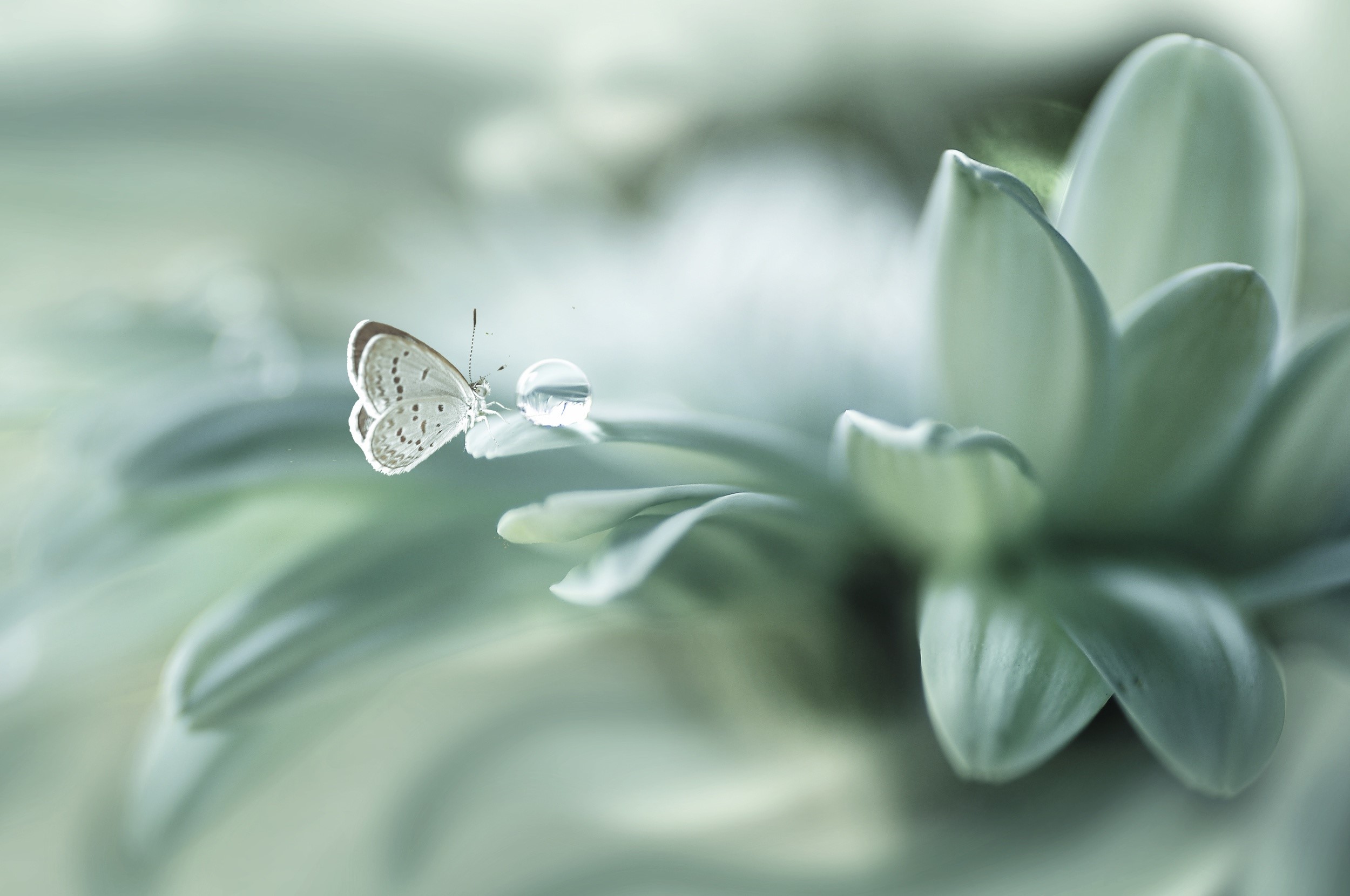 Butterfly on a leaf with a water droplet HD Wallpaper
