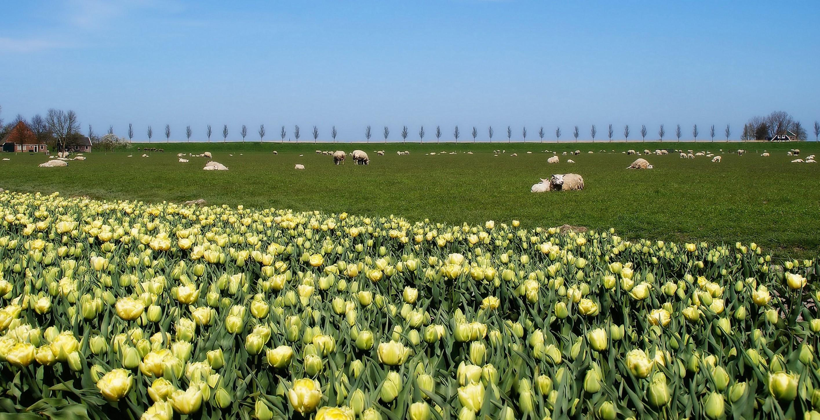 Yellow tulips field with sheep grazing in Beemster, Netherlands HD Wallpaper