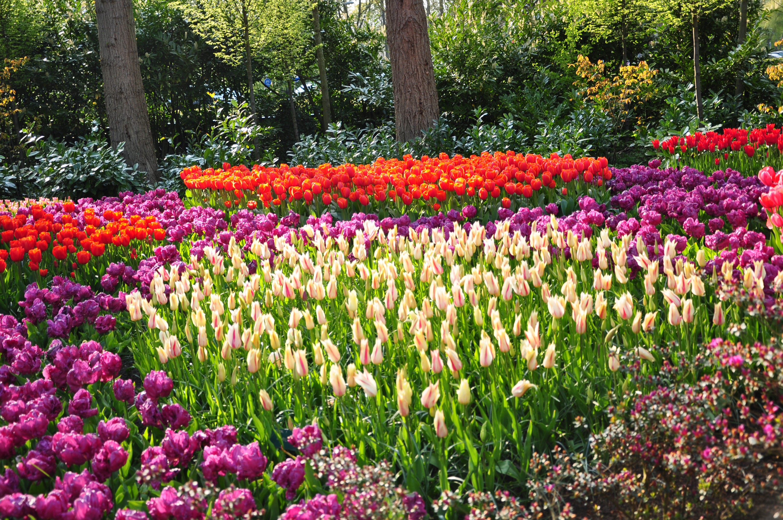 Keukenhof Gardens with Rows of Colorful Tulips HD Wallpaper