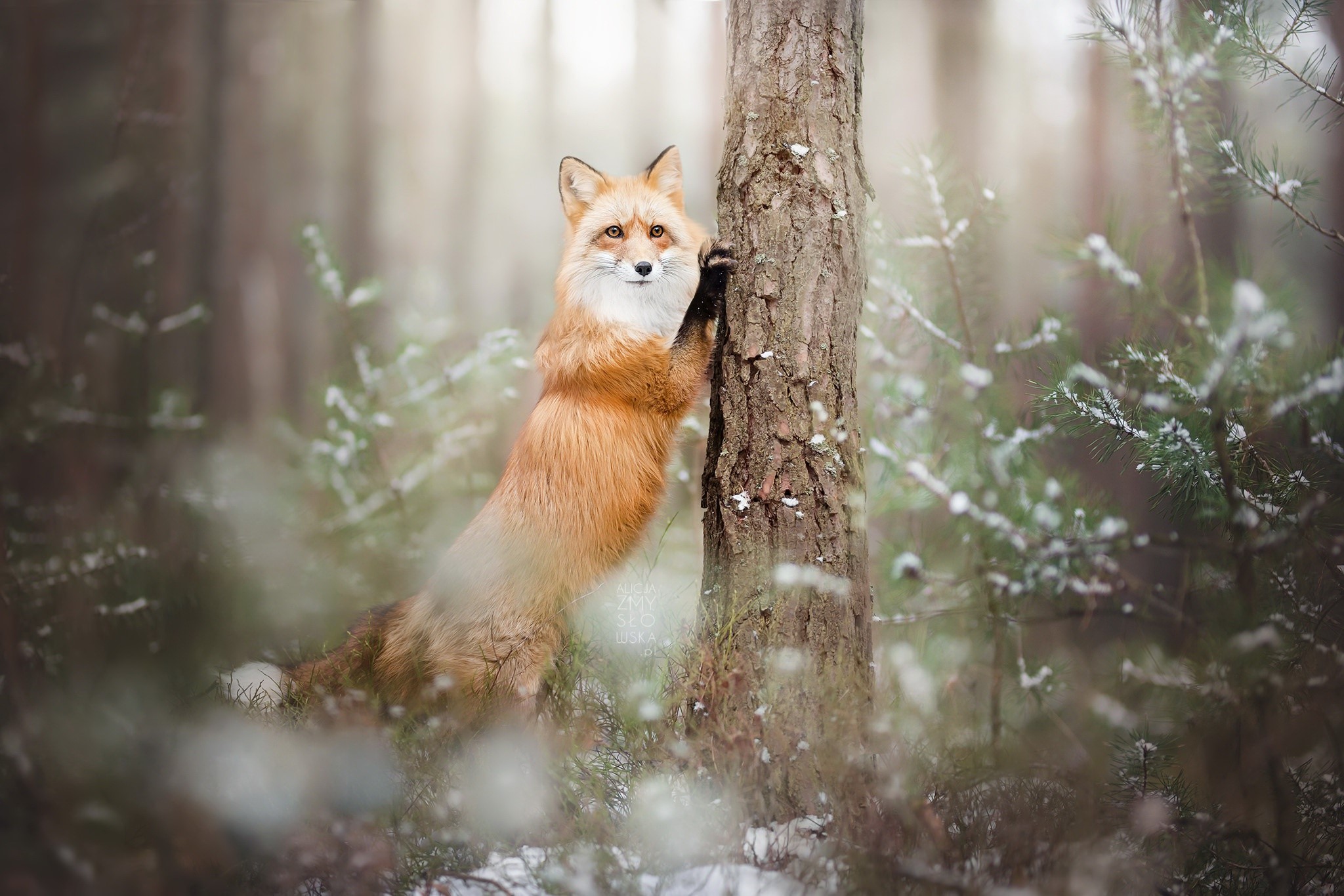 Red fox climbing a tree in a snowy forest HD Wallpaper