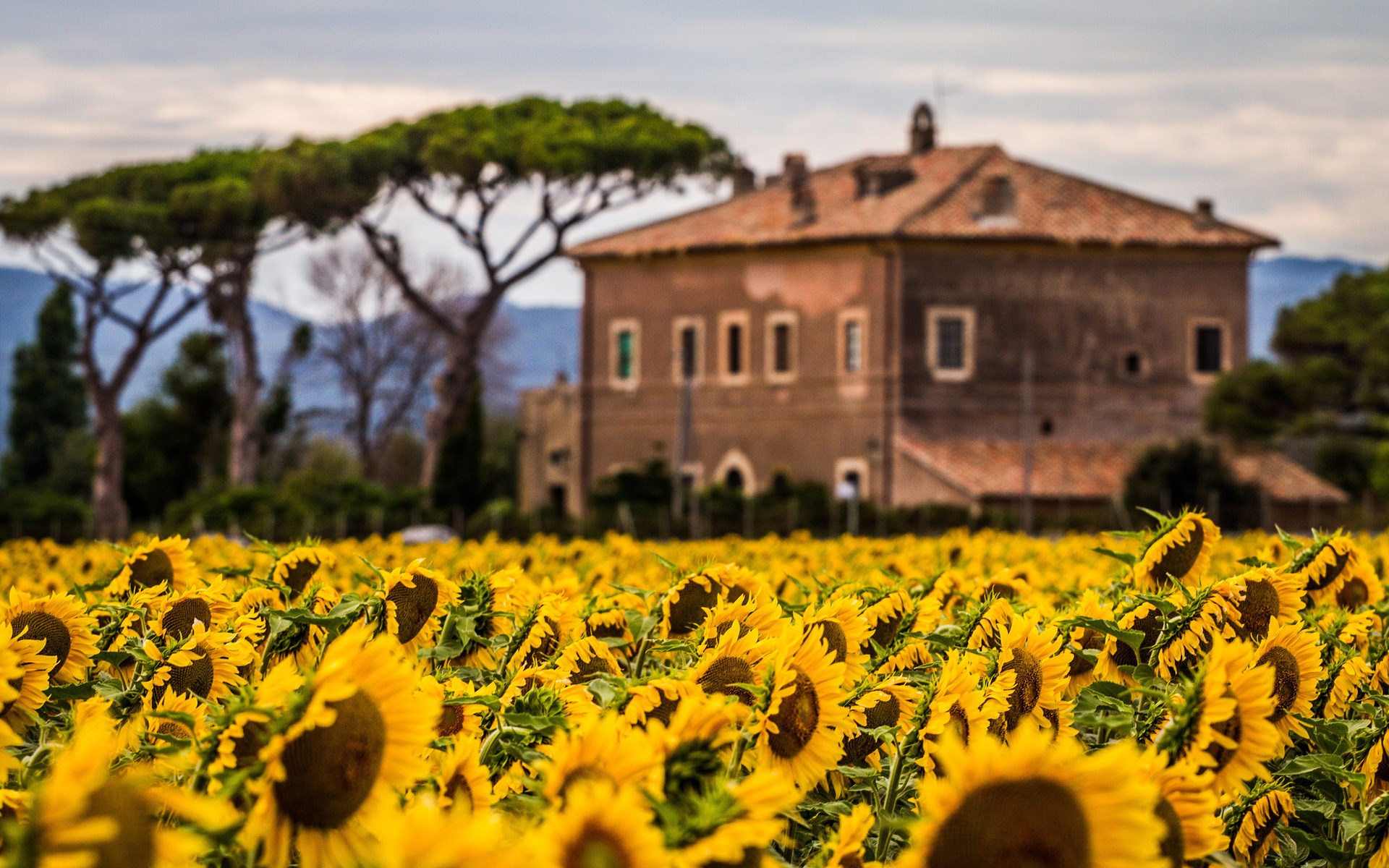 Field of sunflowers with a building and trees HD Wallpaper