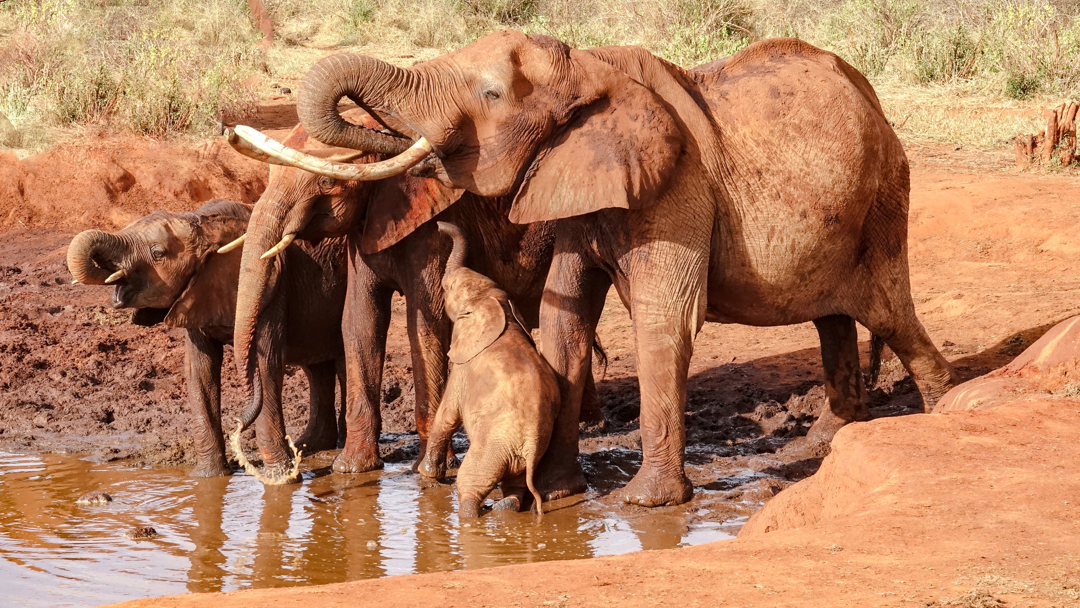 Elephants drinking water at a watering hole HD Wallpaper