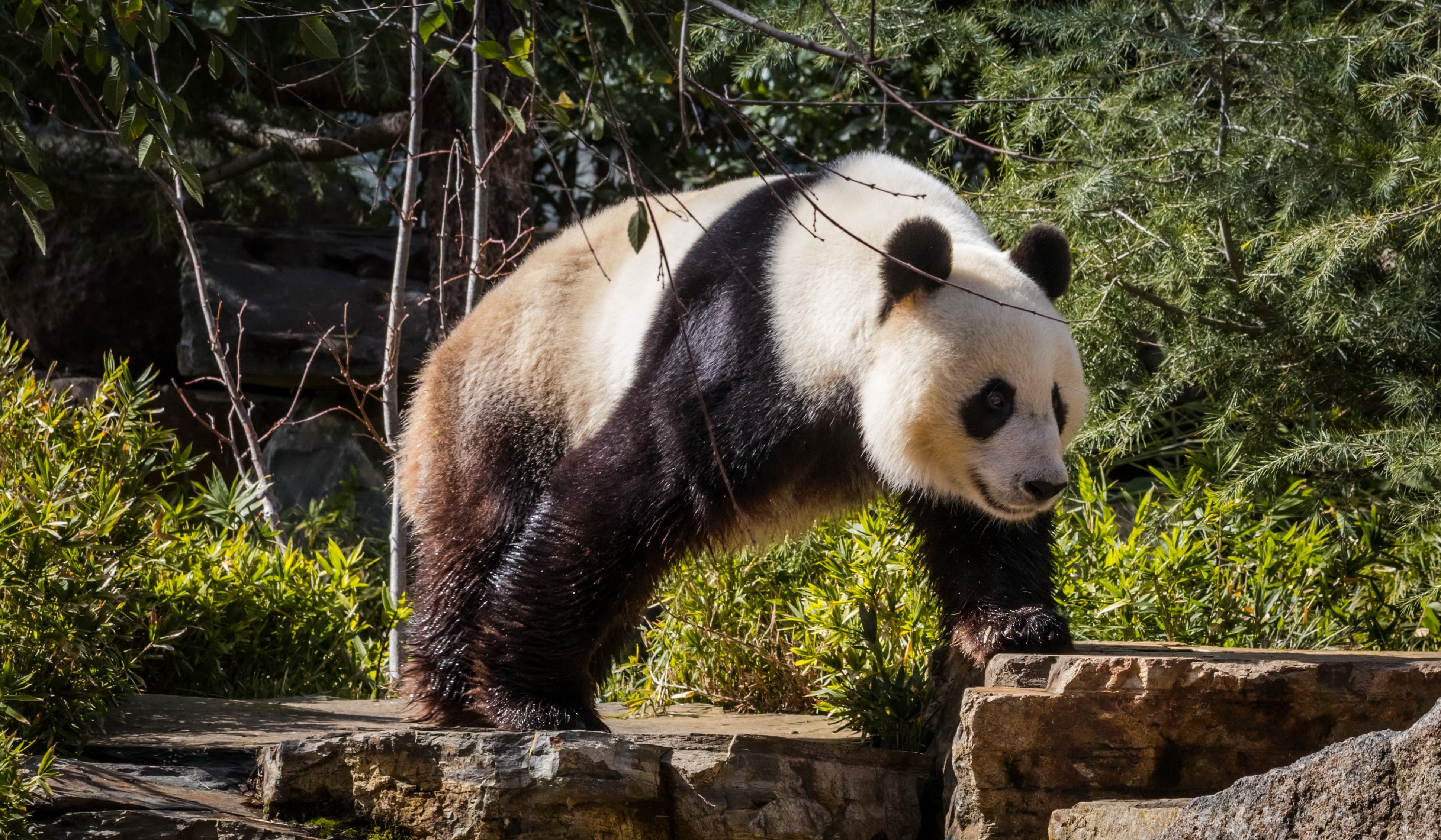 Giant Panda Bear in Natural Habitat HD Wallpaper