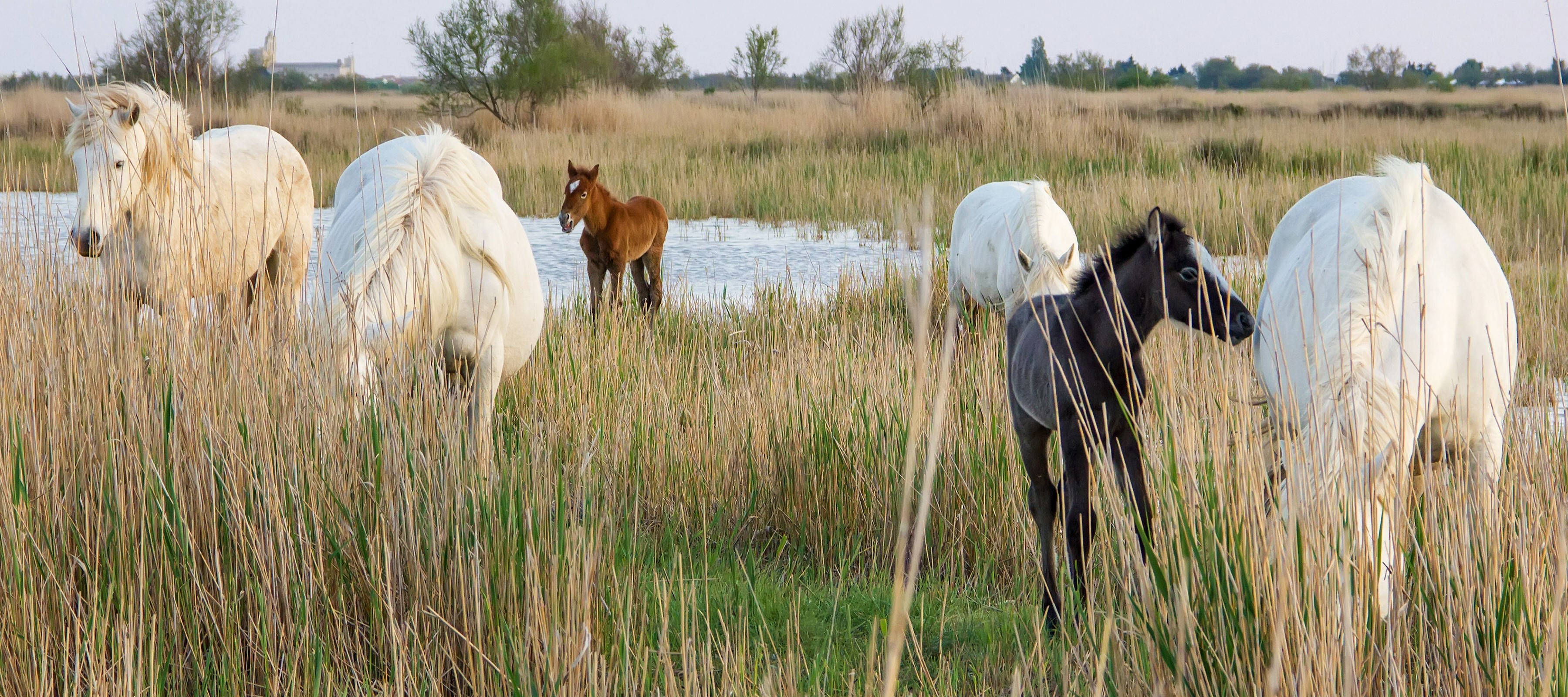Horses and foals in a marshy field HD Wallpaper
