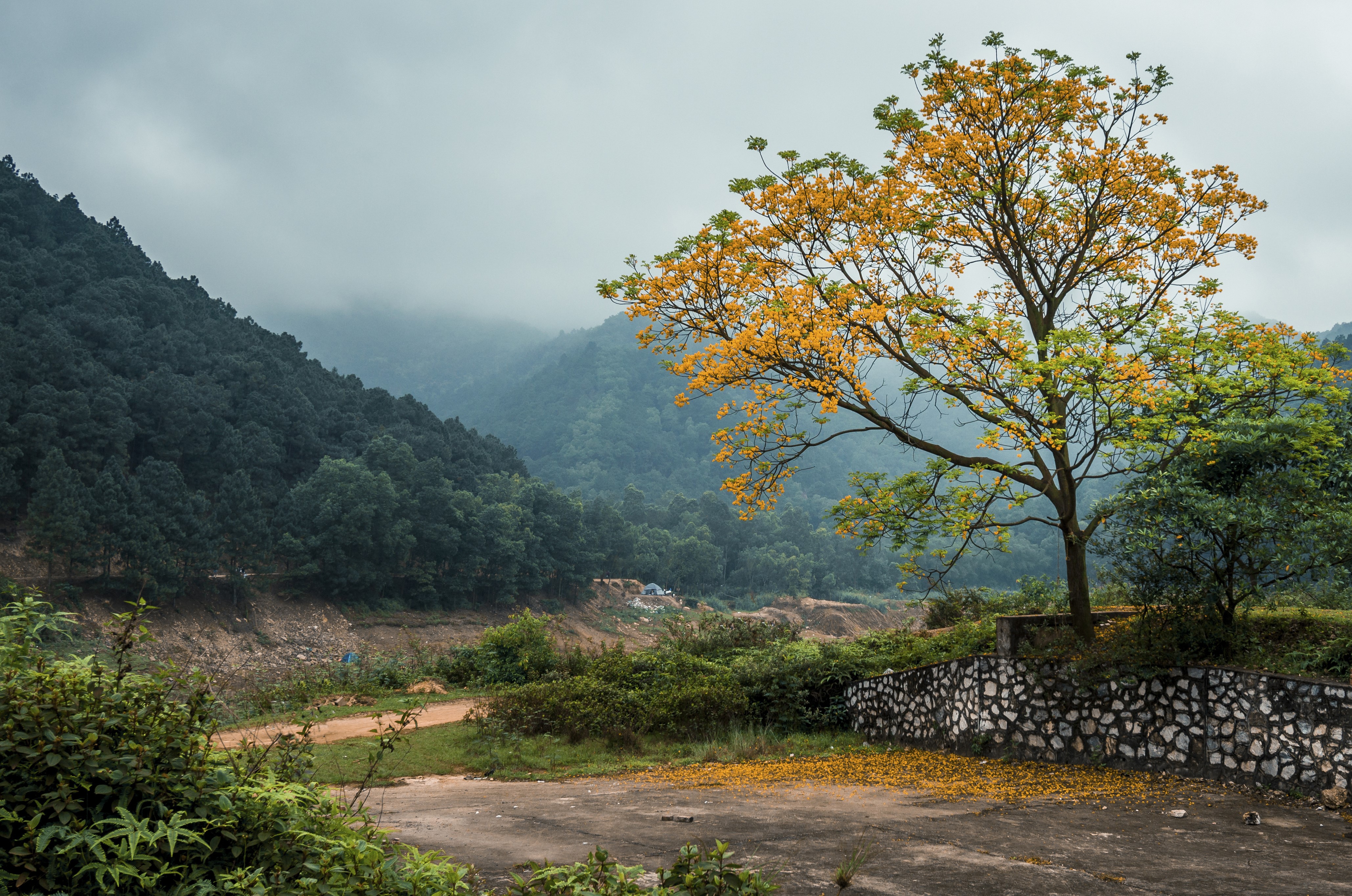 4K Vietnam Mountains with Fog and Trees HD Wallpaper