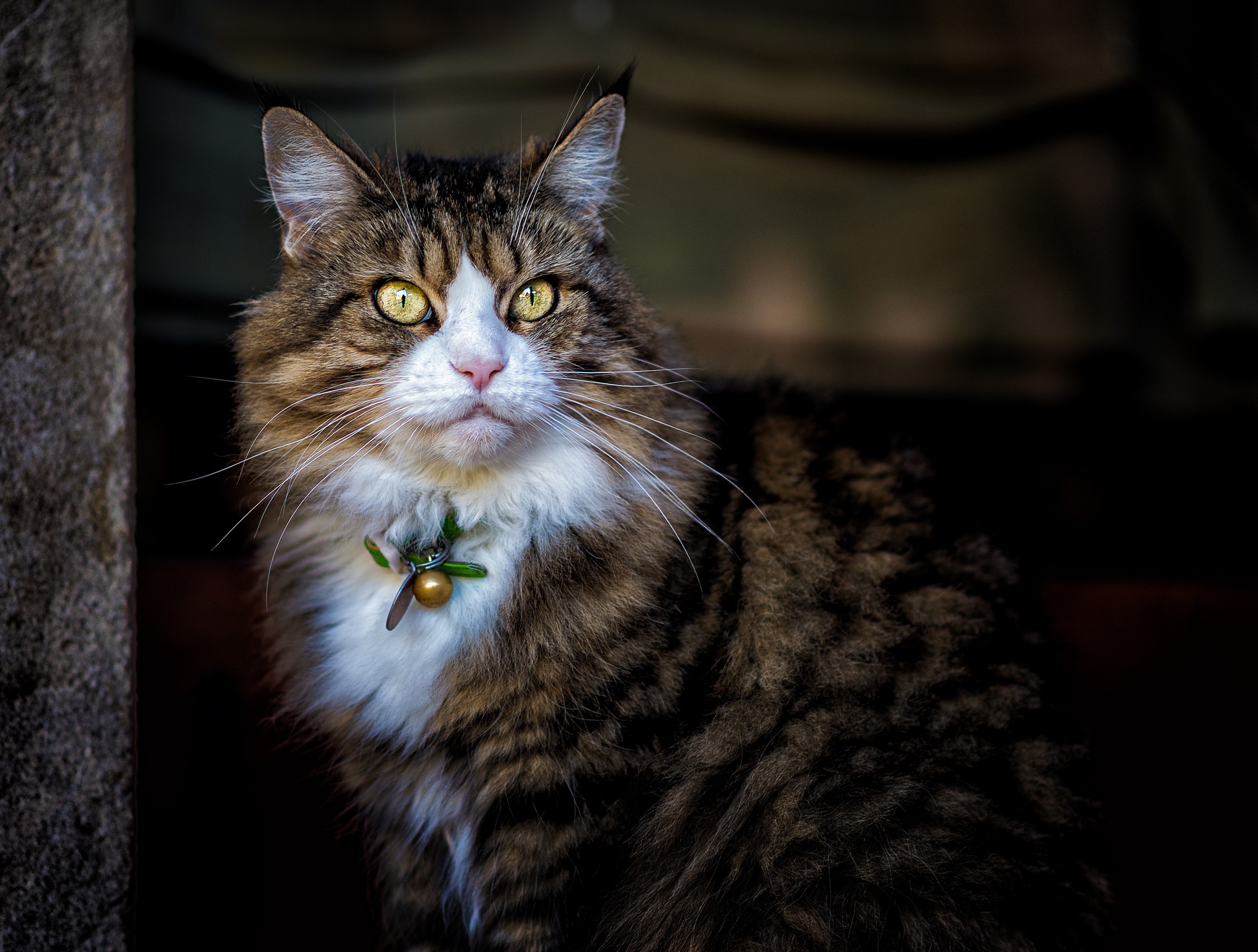 A fluffy tabby cat with yellow eyes and a collar HD Wallpaper