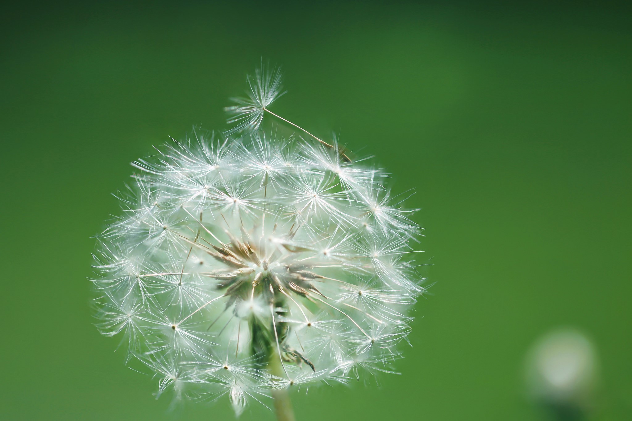 Dandelion seed head with flying seeds HD Wallpaper
