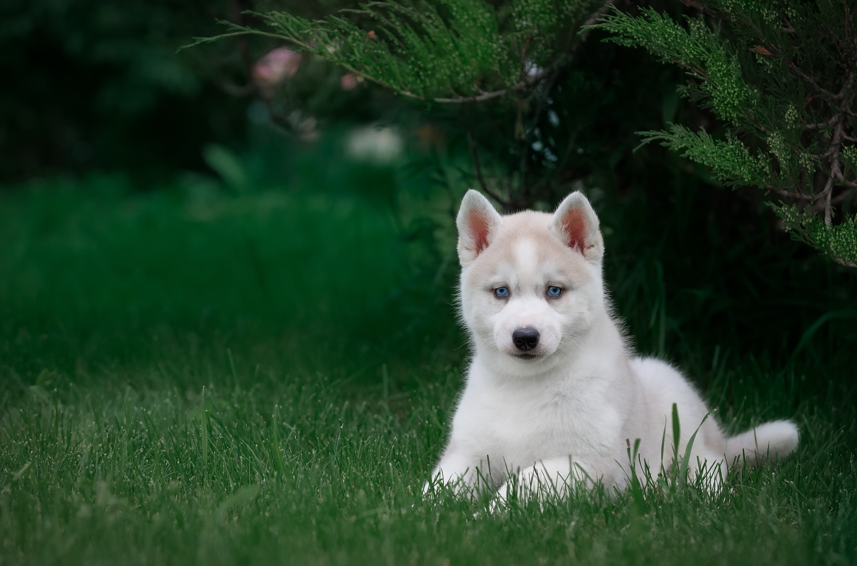 White Husky Puppy with Blue Eyes on Grass HD Wallpaper