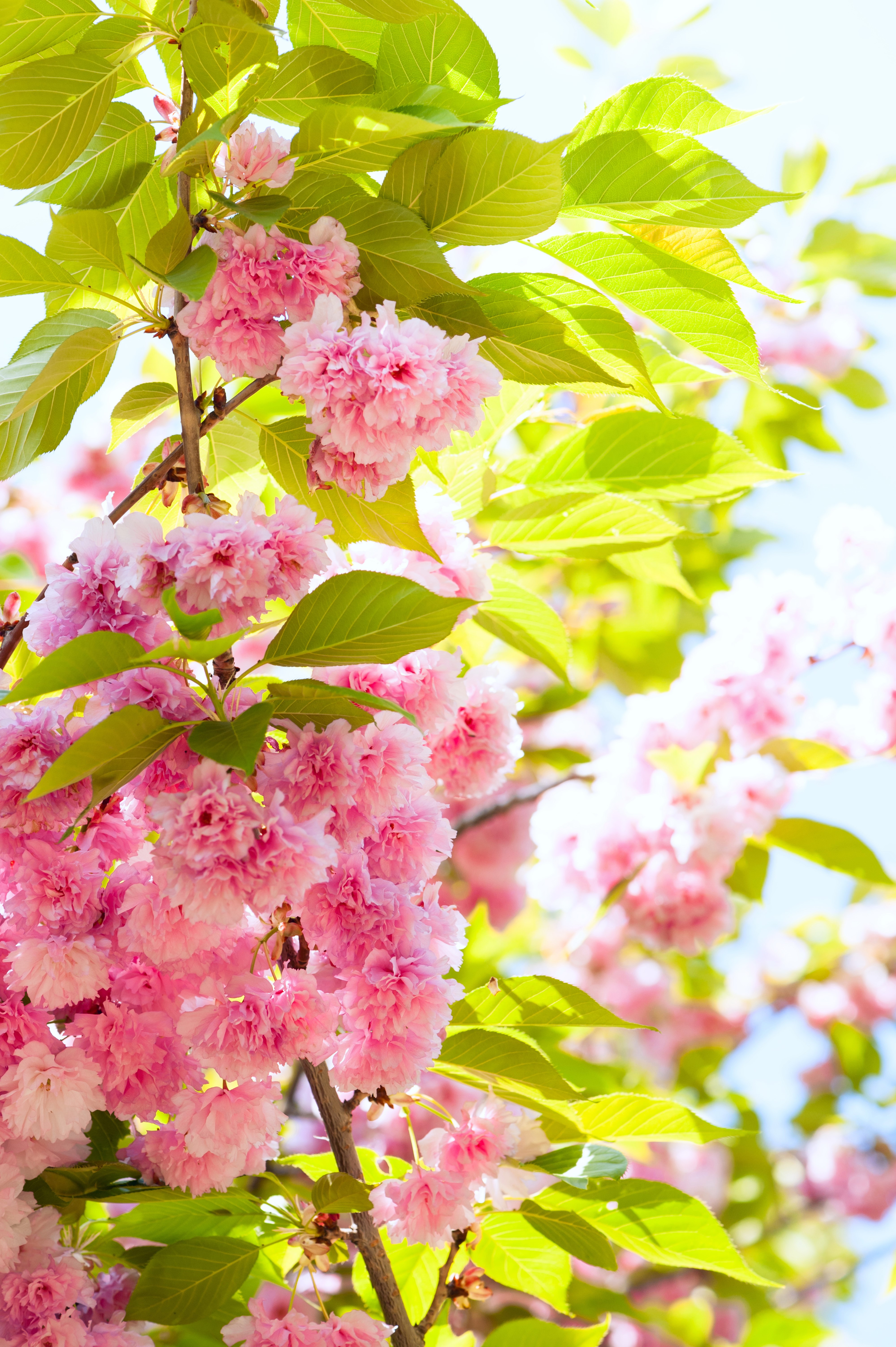 4K Pink Flowering Cherry Blossom Tree HD Phone Wallpaper