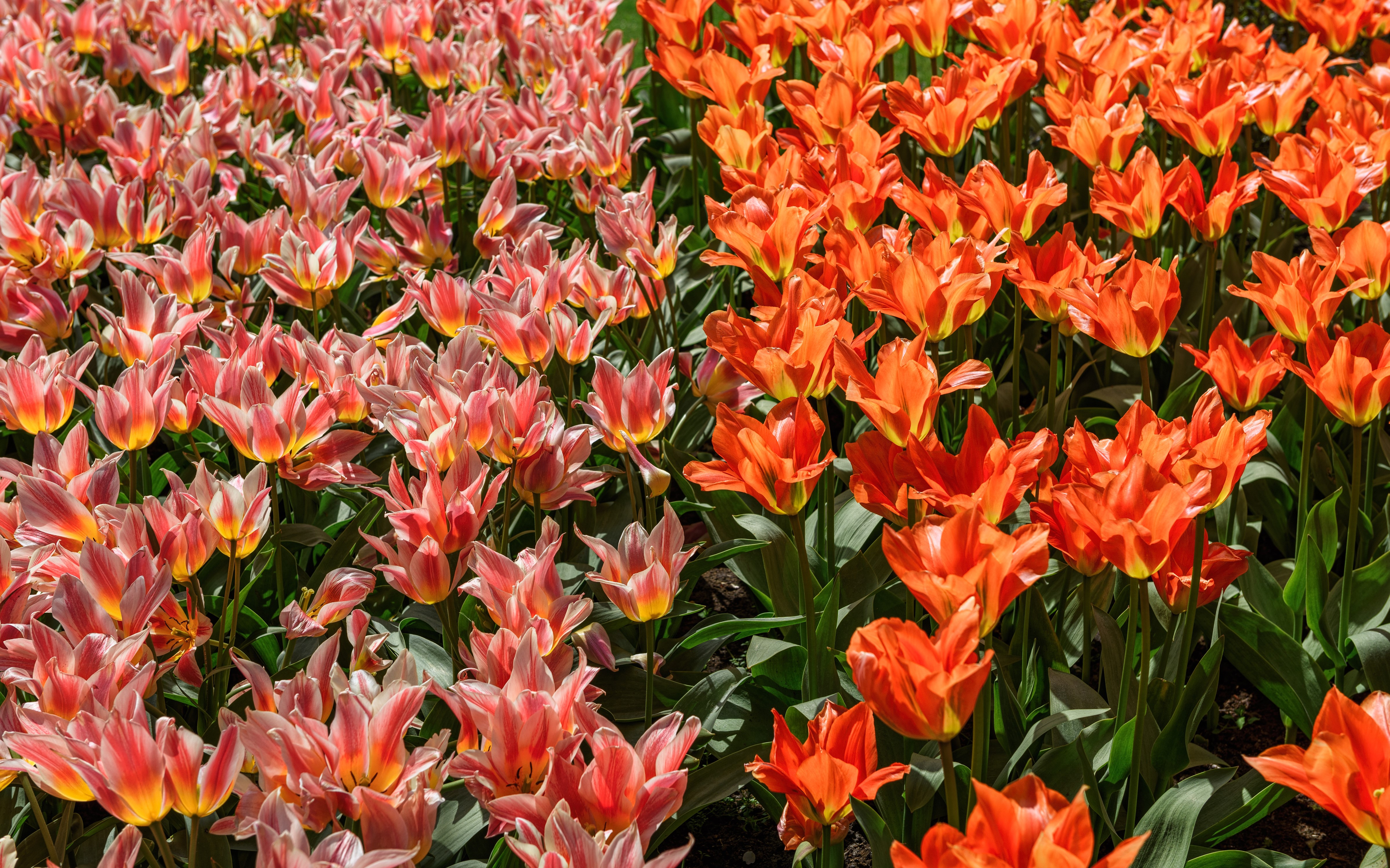 4K Tulips, Many Orange and Pink Tulips HD Wallpaper