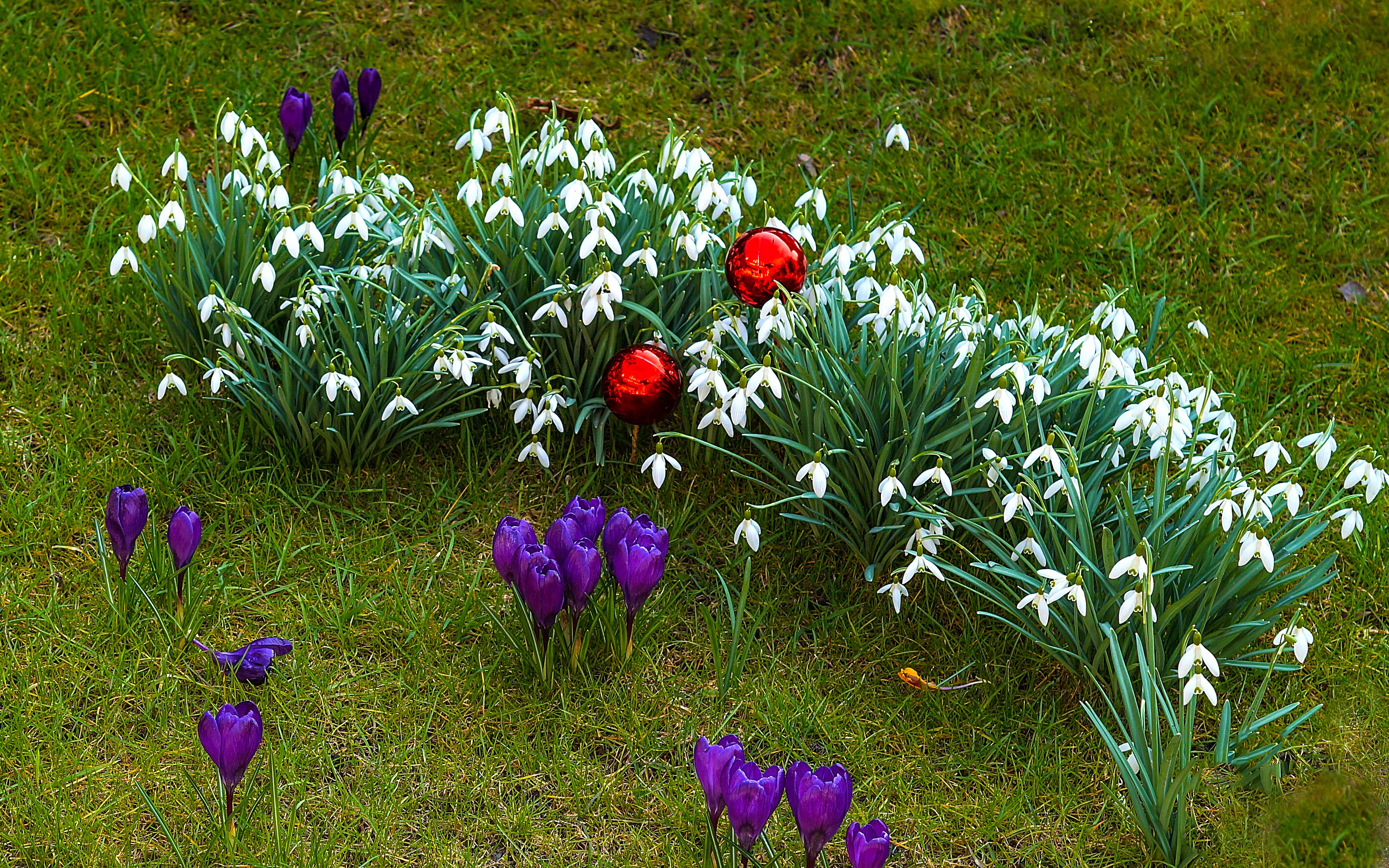 Snowdrops and Crocuses with Red Ornaments on Grass HD Wallpaper