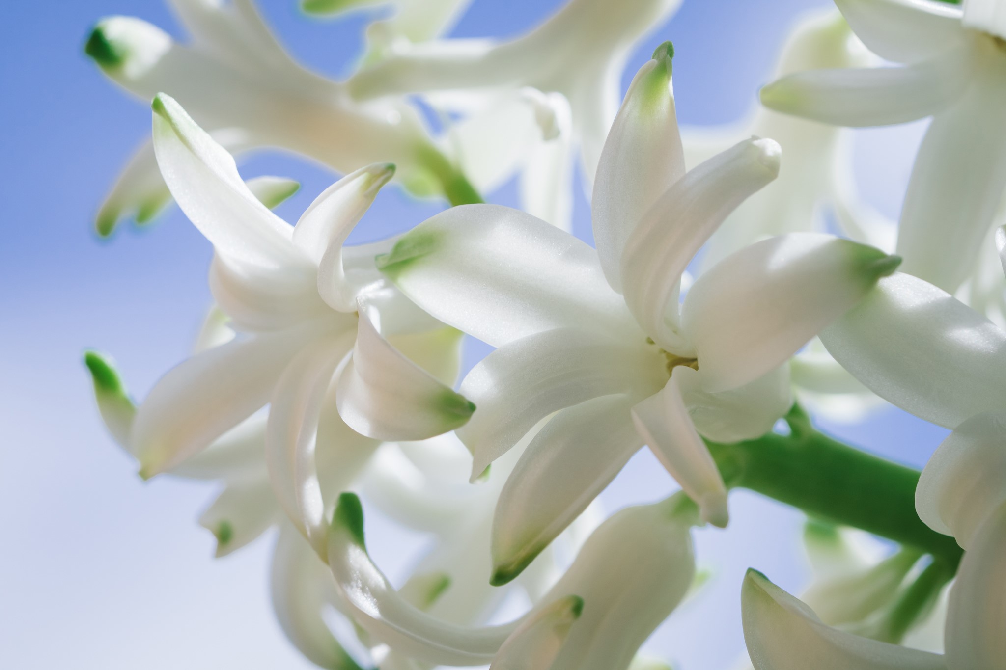 Macro closeup of white hyacinths against a blue sky HD Wallpaper
