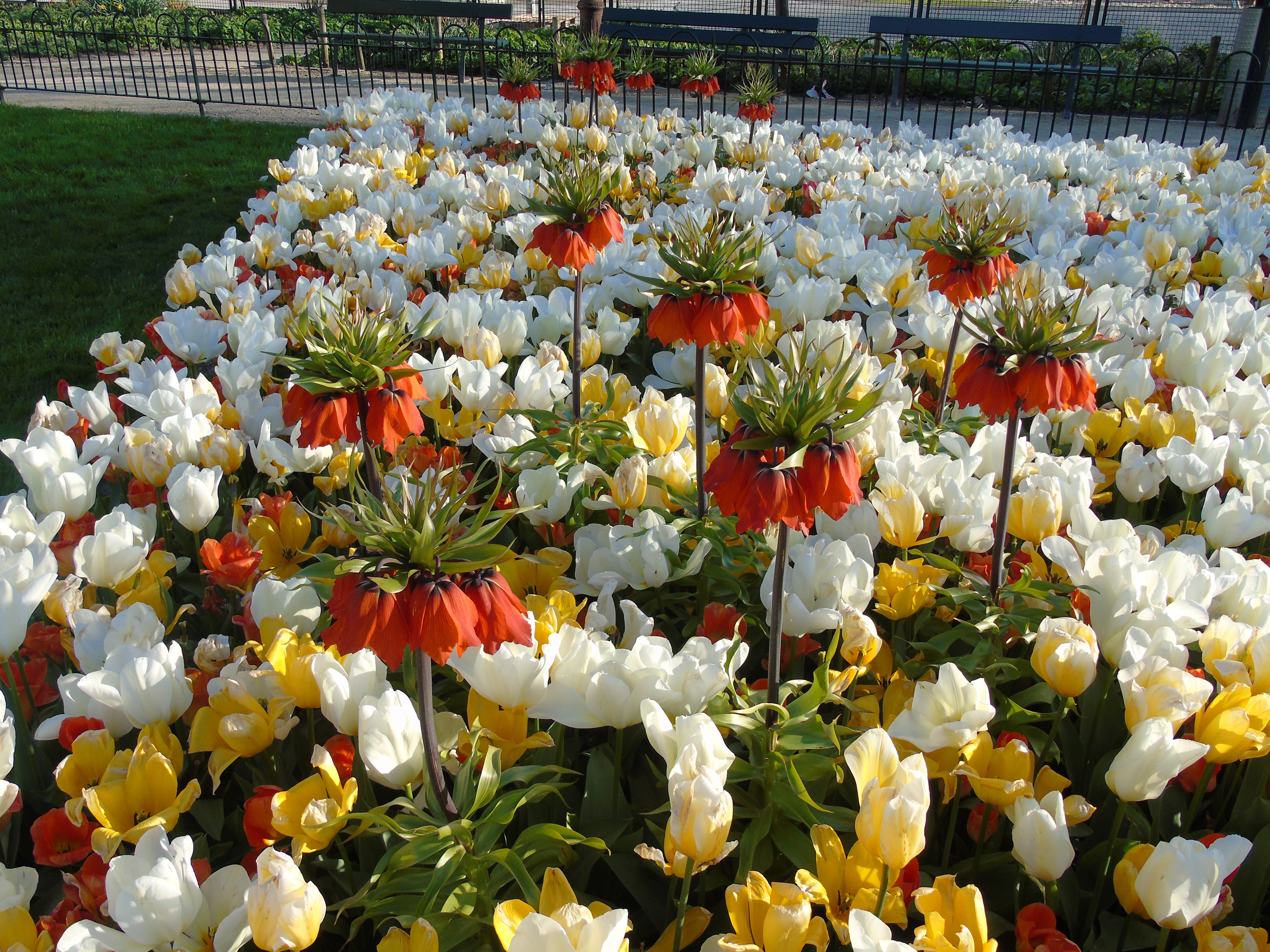 Imperial Fritillaria and Tulips in a Garden HD Wallpaper