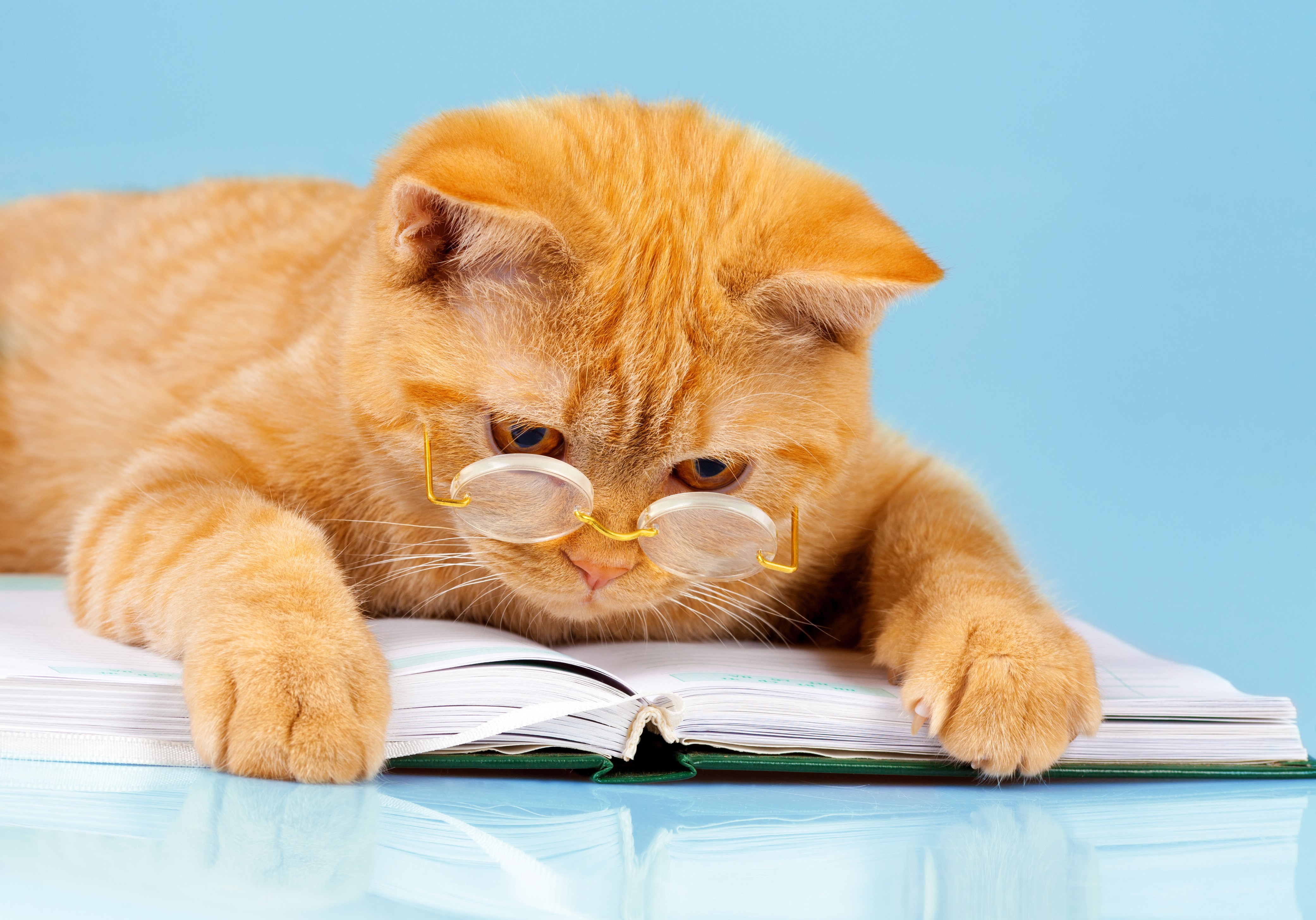 4K Ginger Cat Wearing Glasses Reading Book HD Wallpaper