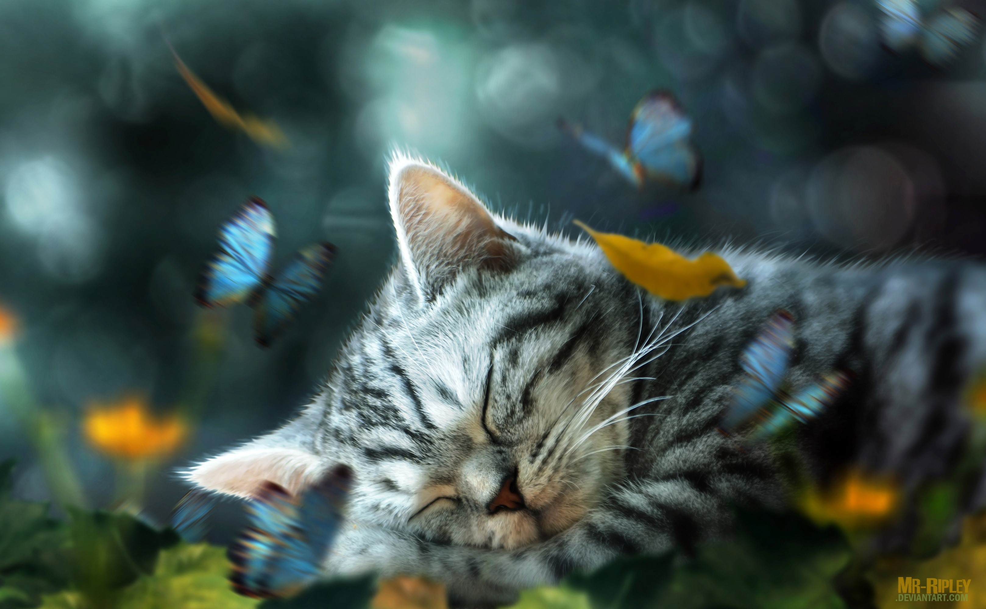 A sleeping tabby cat with butterflies HD Wallpaper