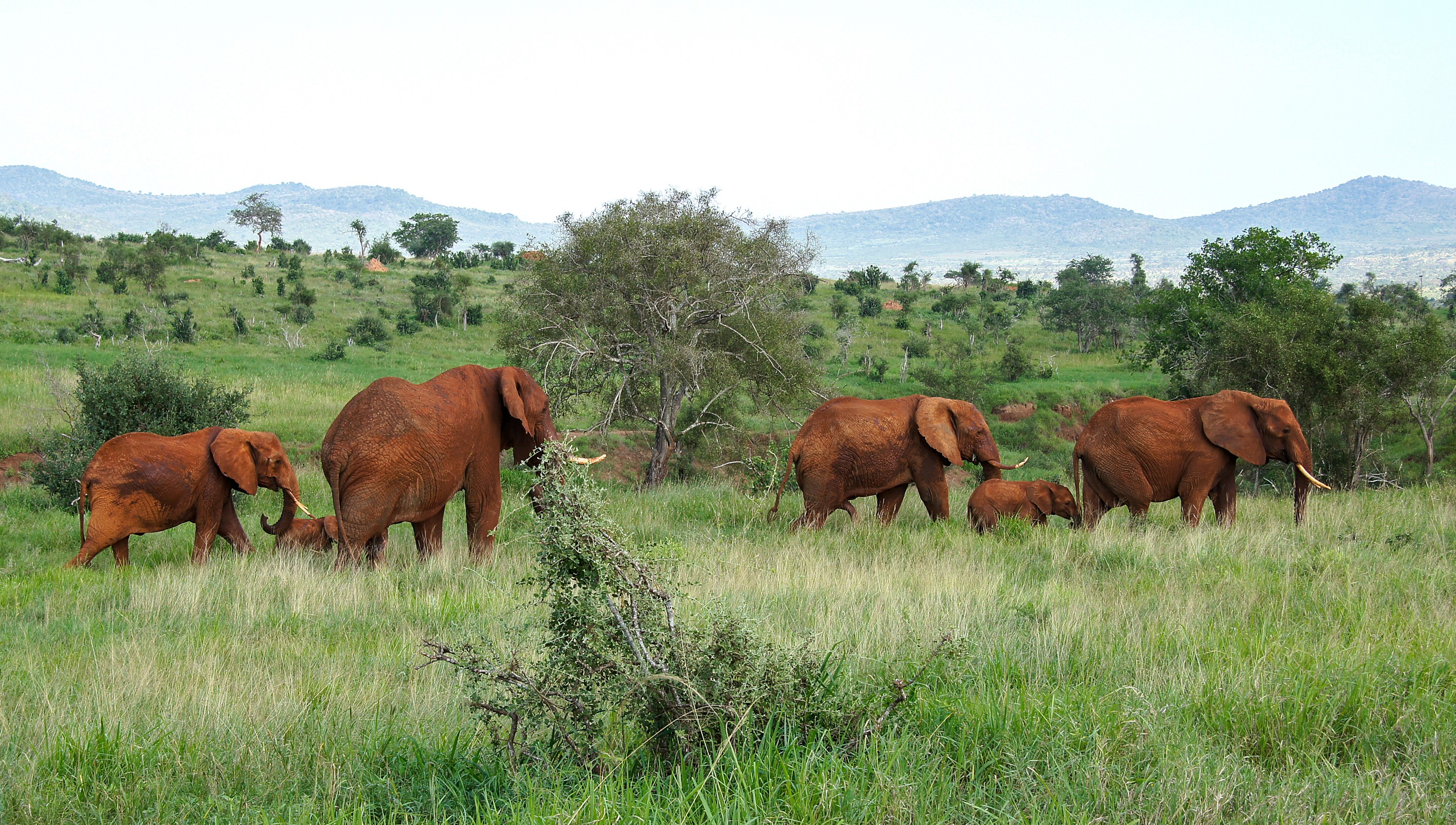 Herd of elephants walking through a grassy savanna HD Wallpaper