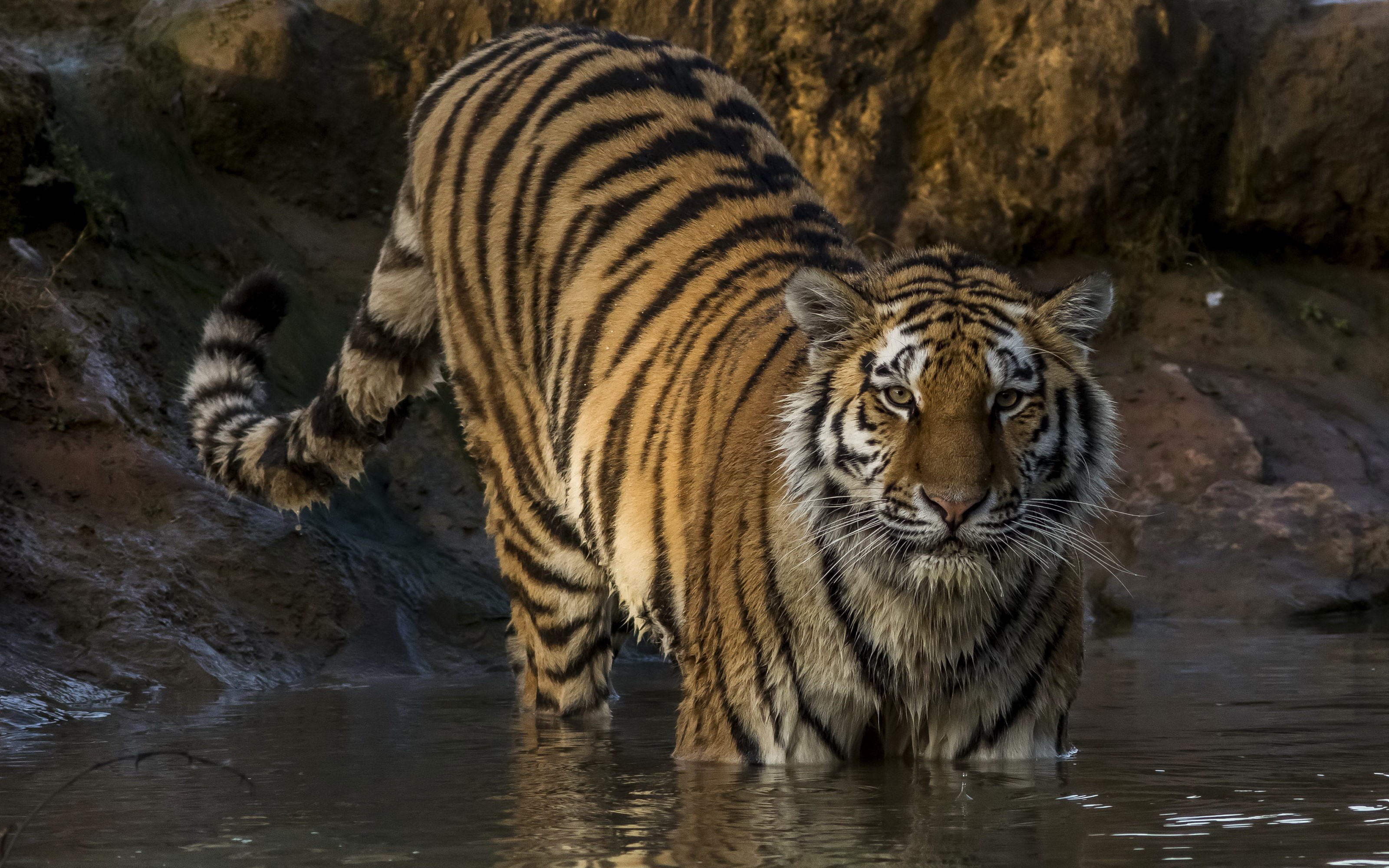 Tiger standing in water HD Wallpaper