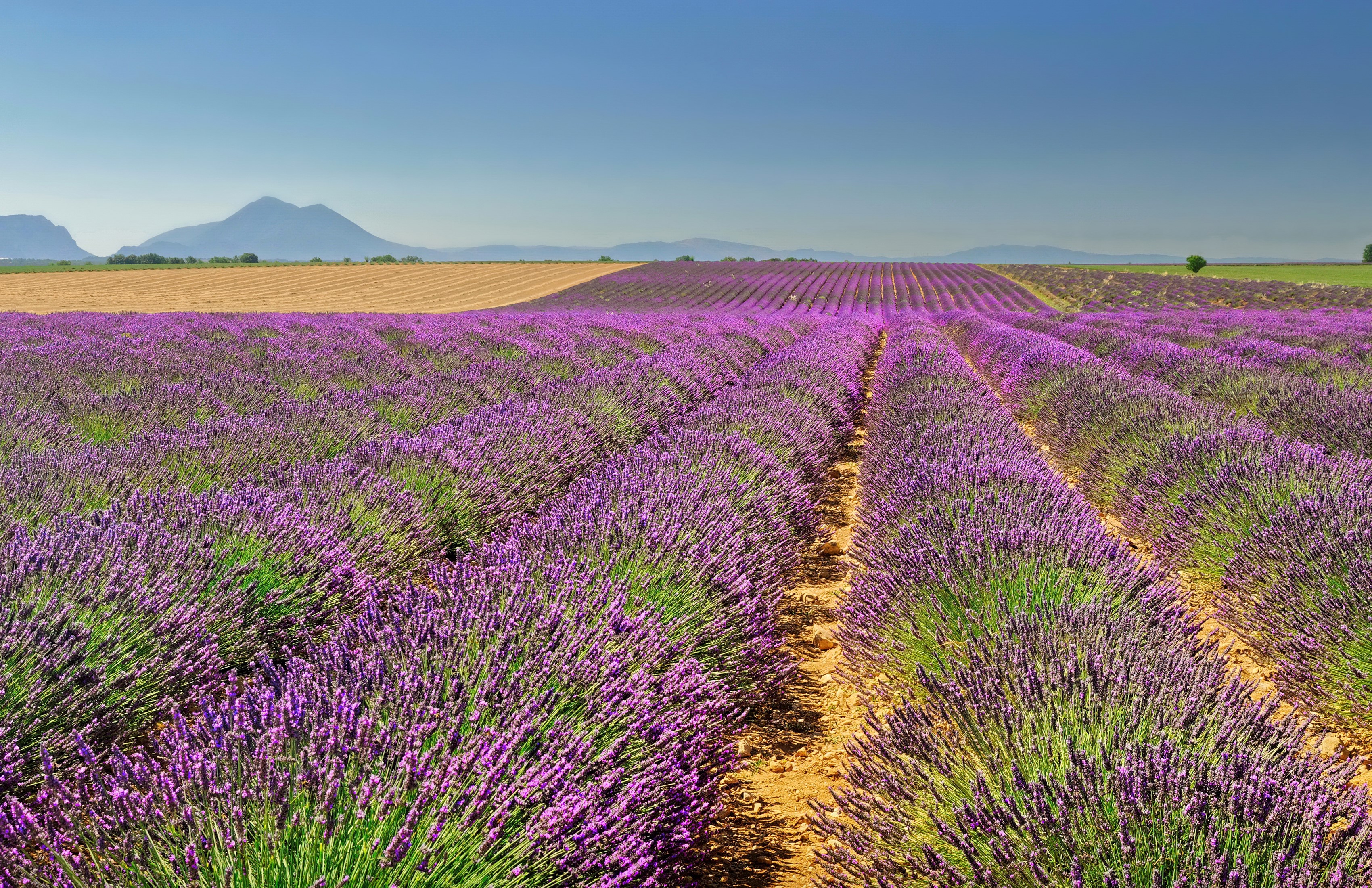 Lavender fields in Valensole, France HD Wallpaper