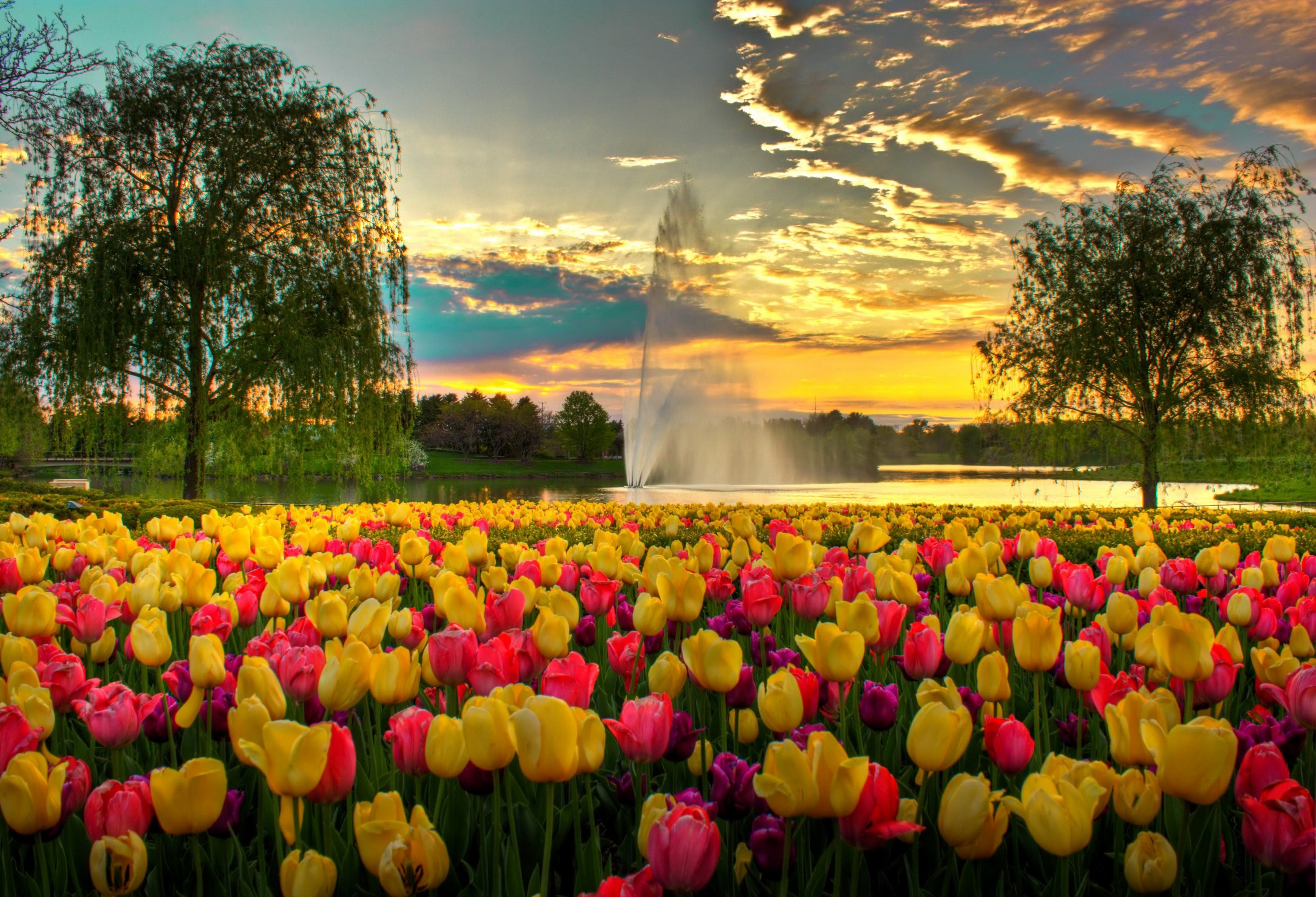 Tulip field with fountain at sunset in Chicago HD Wallpaper