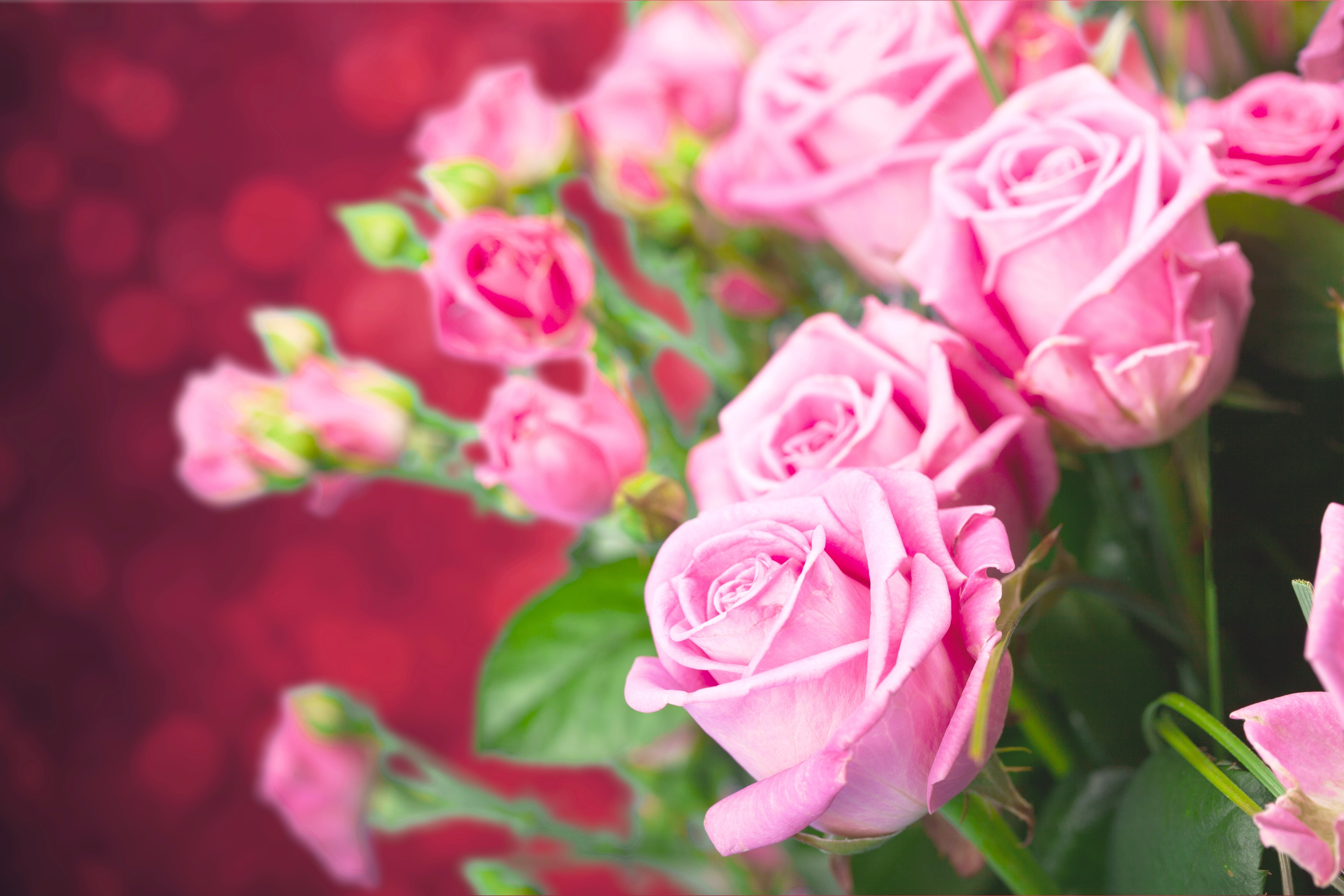 Pink Roses 4K HD Wallpaper