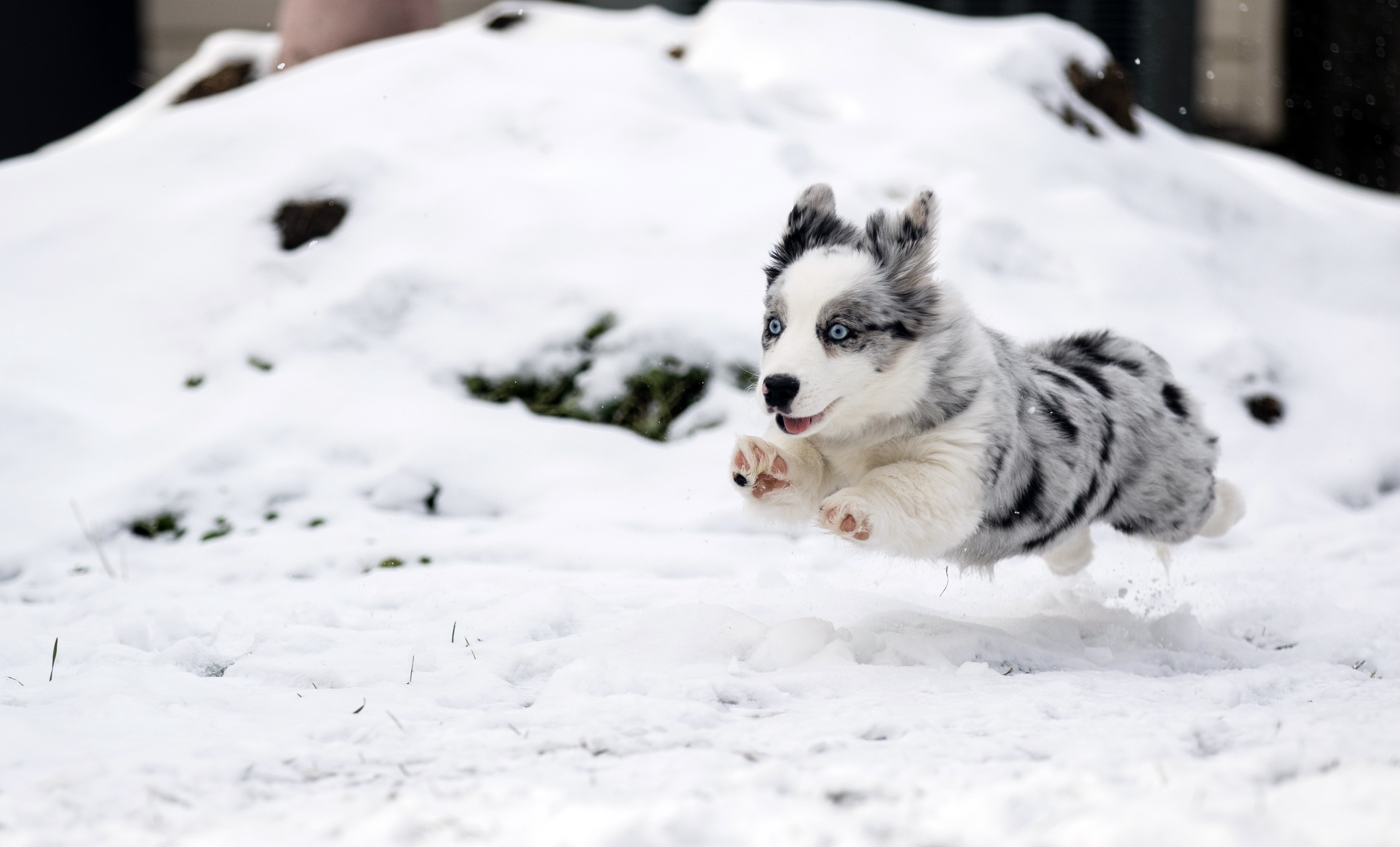 A blue-eyed Border Collie puppy jumps in the snow HD Wallpaper