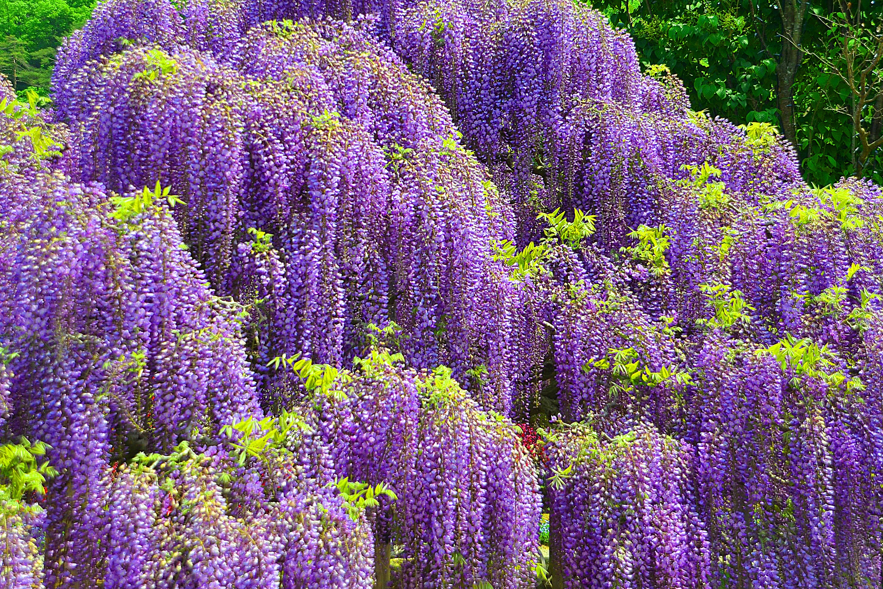 Cascading purple Wisteria flowers HD Wallpaper