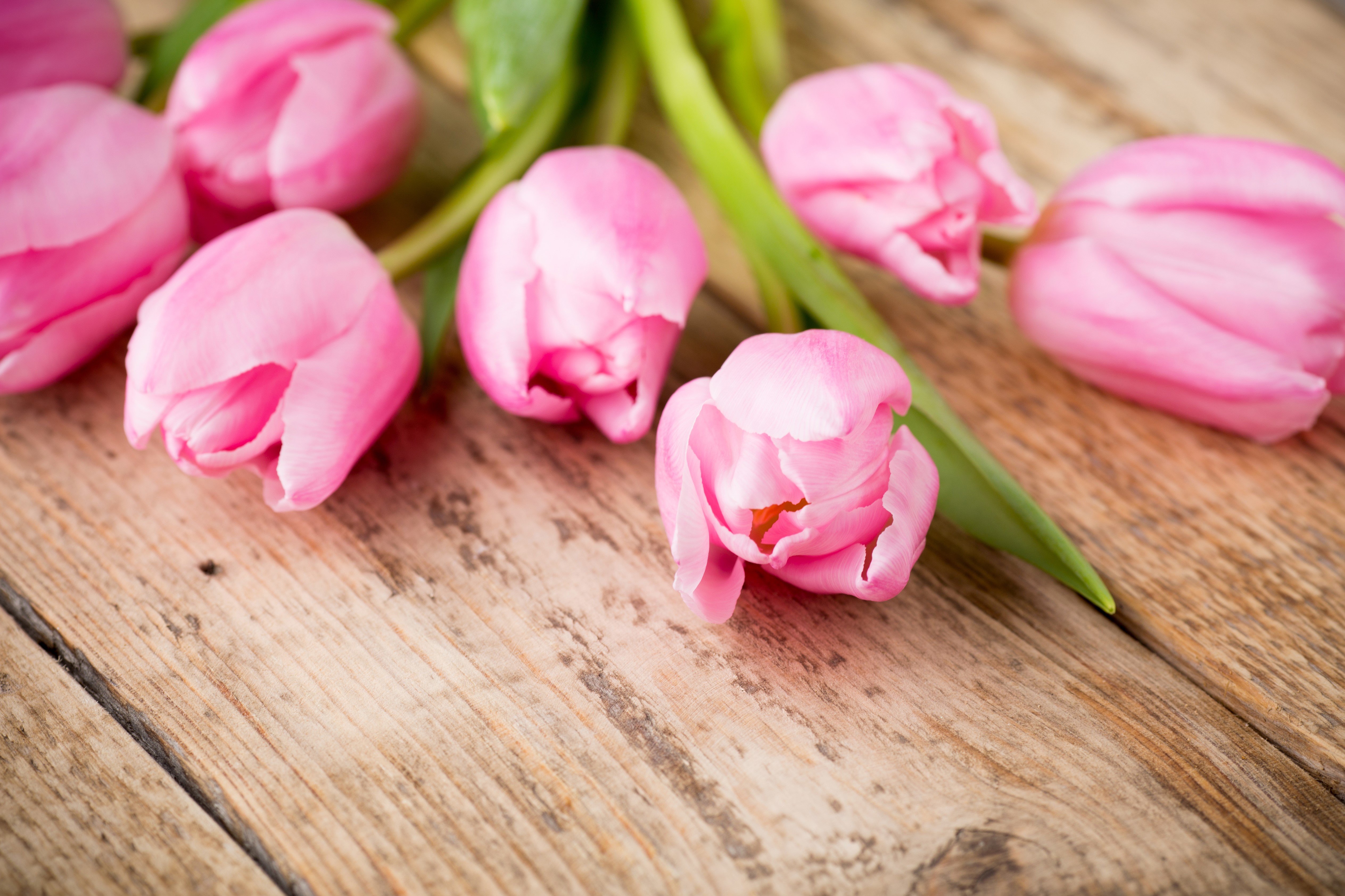 Pink Tulips on Wood Planks HD Wallpaper