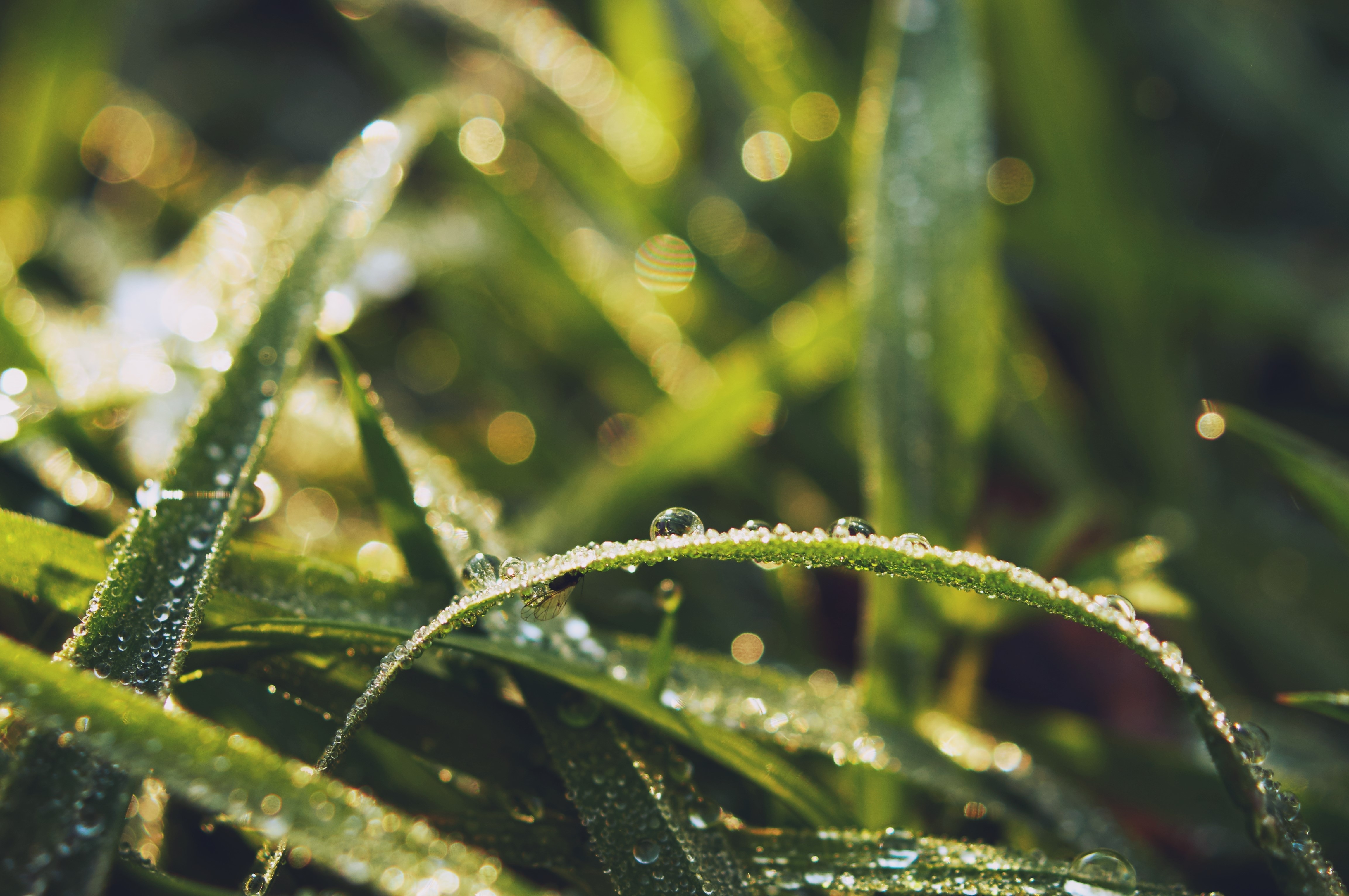 Close-up of grass with dew drops in sunlight HD Wallpaper