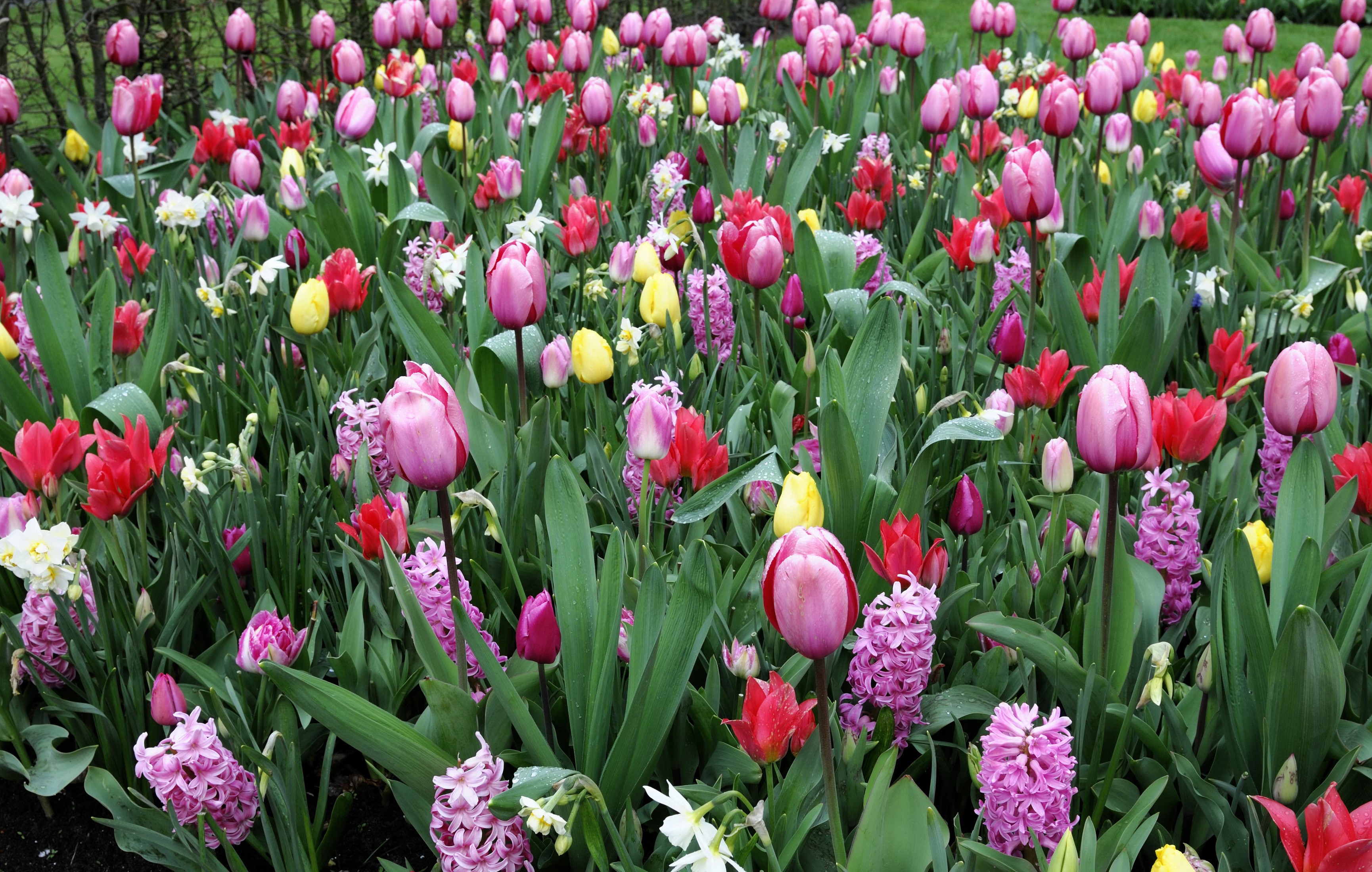 A field of colorful tulips and hyacinths in bloom HD Wallpaper