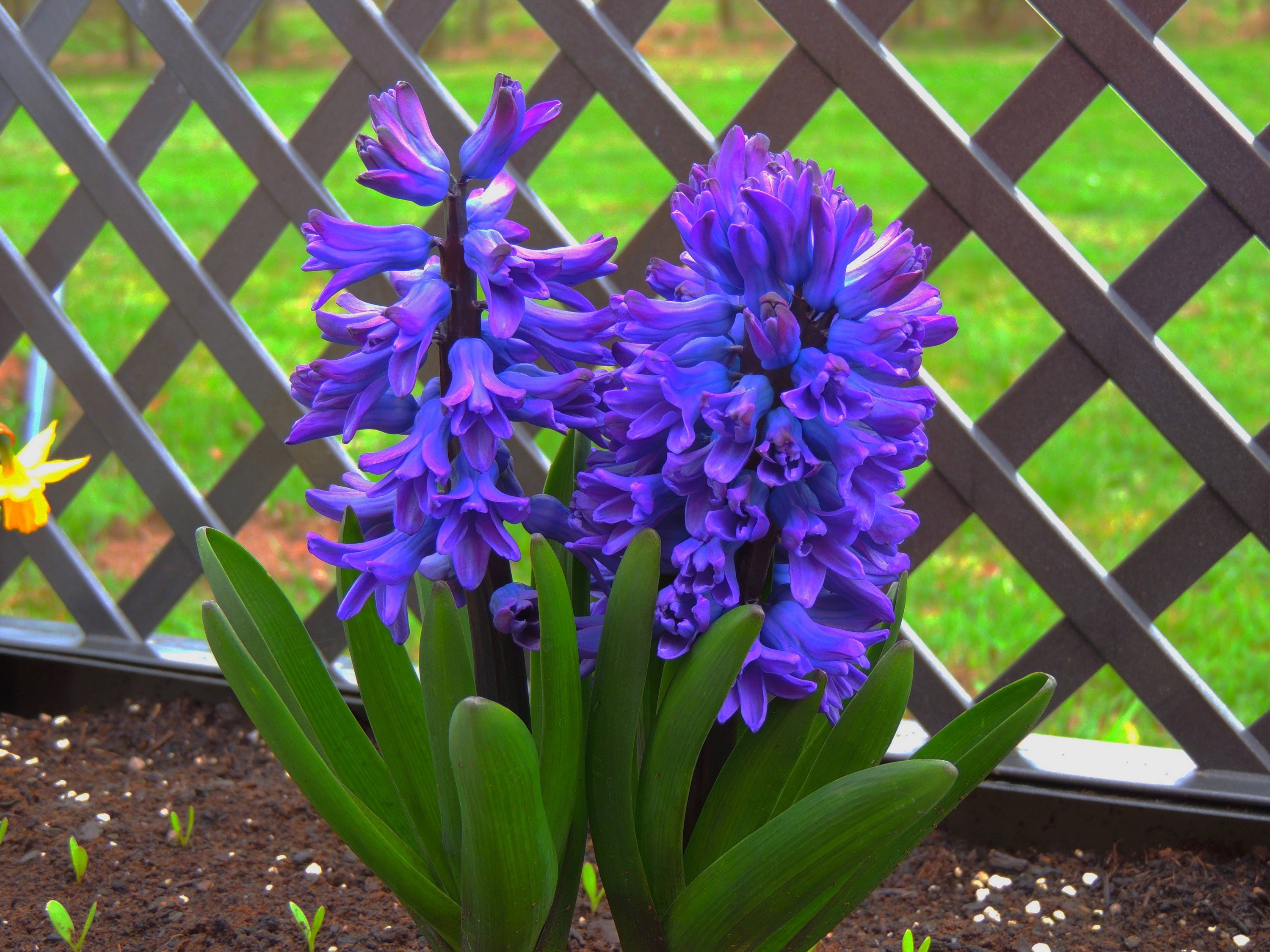 Two purple hyacinths in front of a lattice fence HD Wallpaper