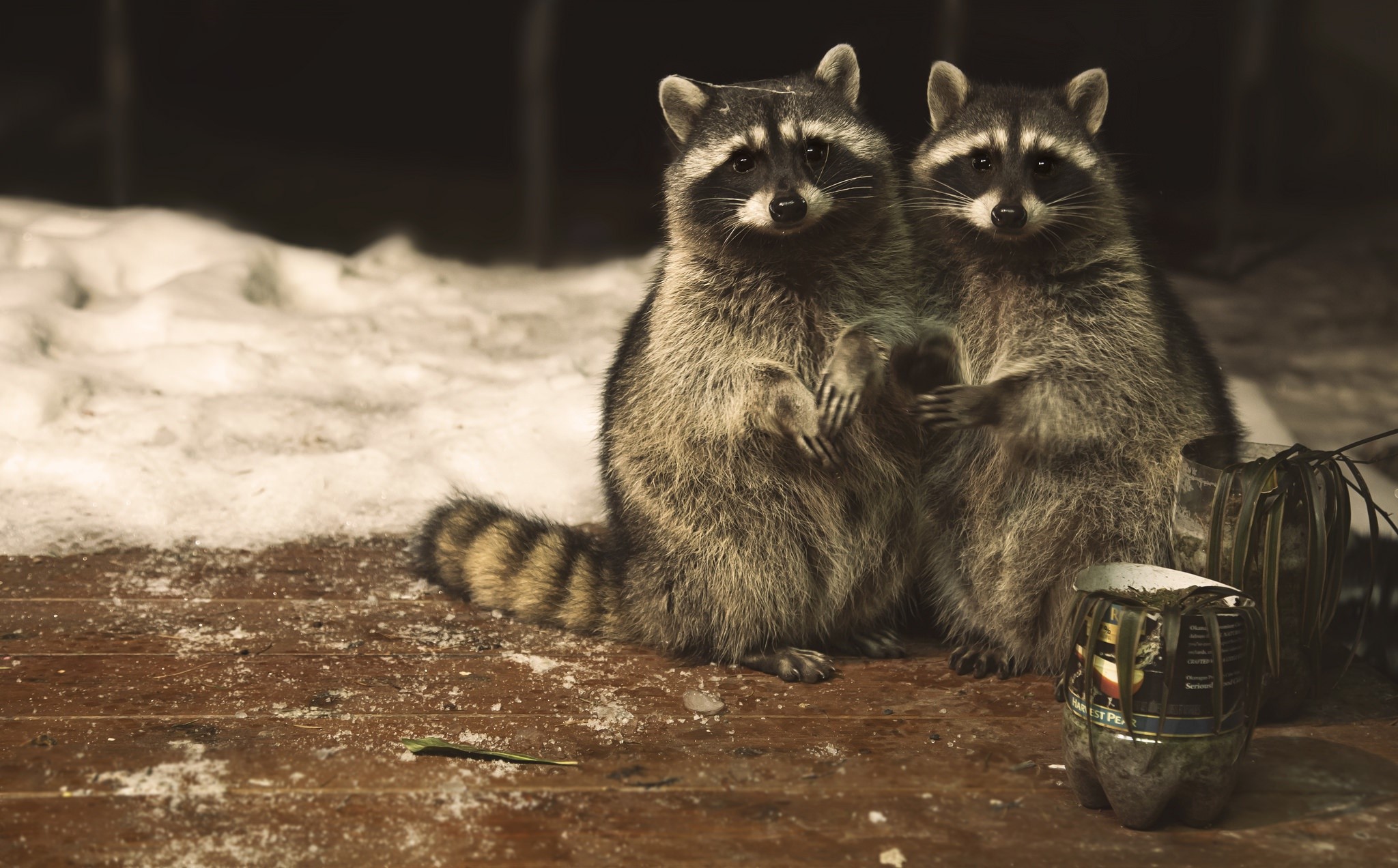 Two Raccoons Sitting on a Wooden Deck in Snow HD Wallpaper