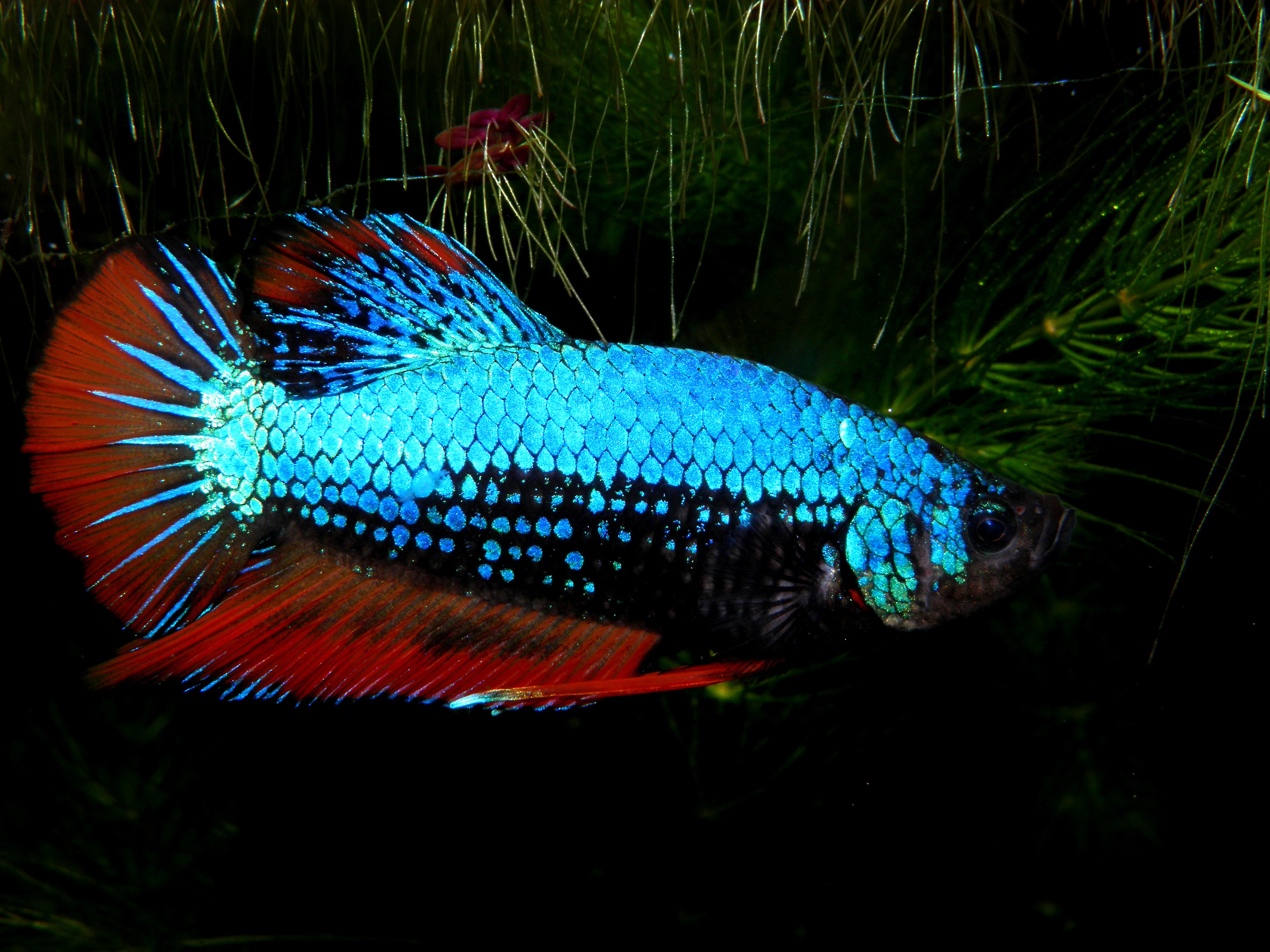 Close-up of a Betta splendens fish HD Wallpaper