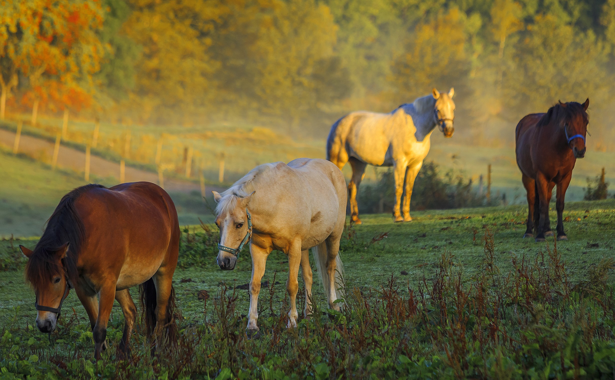 Four horses grazing in a misty field at sunrise HD Wallpaper