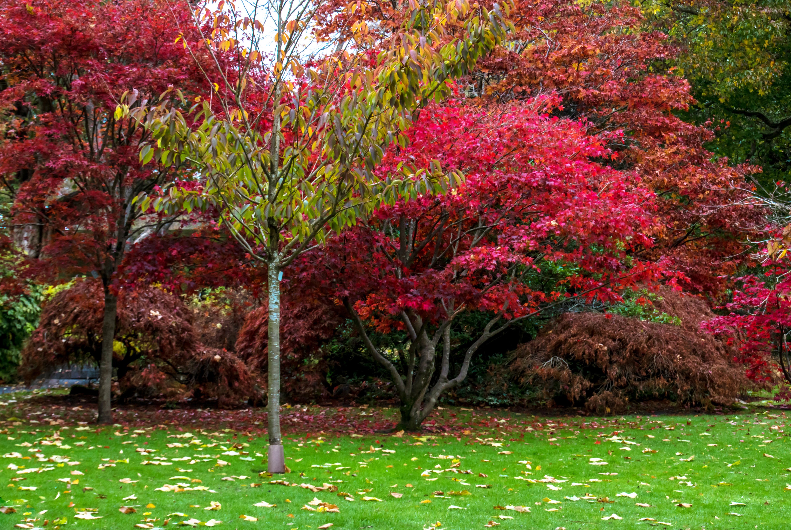 Swansea Botanic Gardens in Vibrant Autumn Colors HD Wallpaper