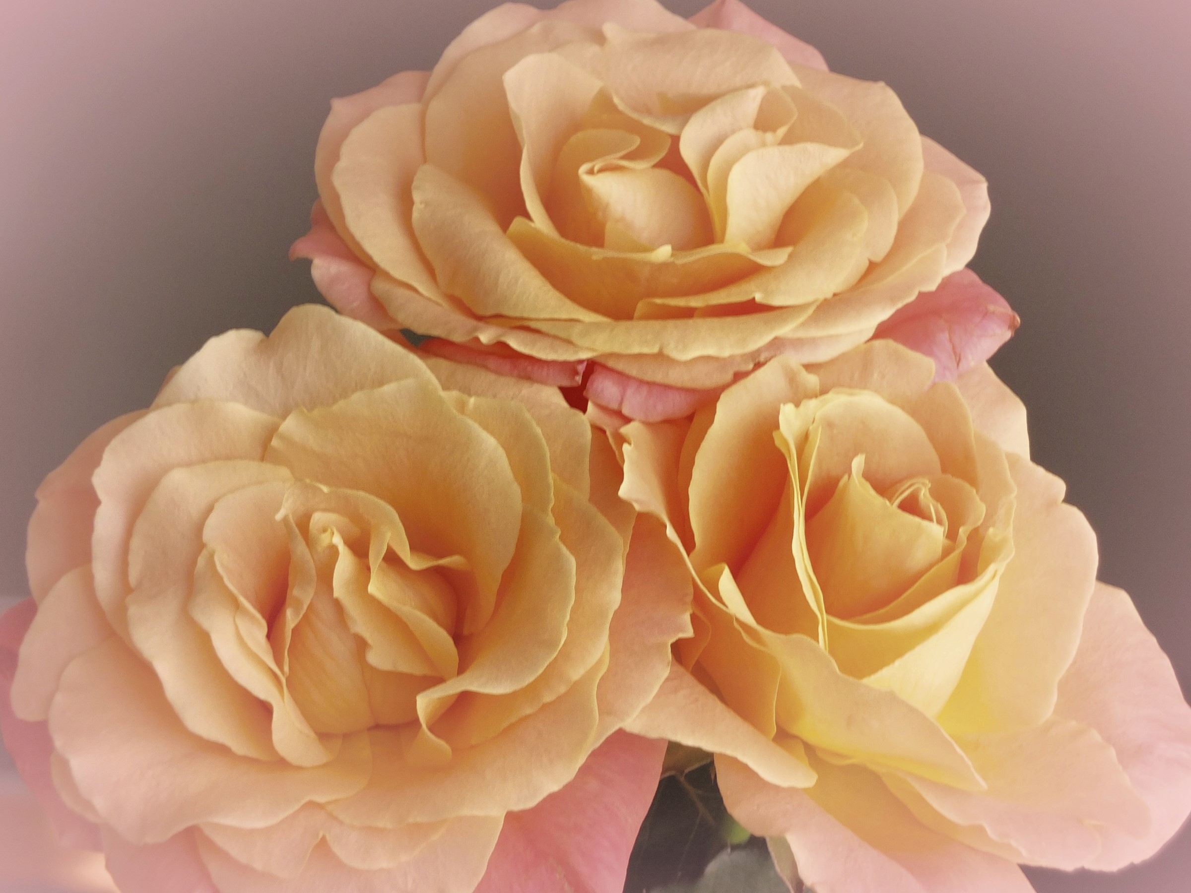 Three peach roses in a close-up shot HD Wallpaper