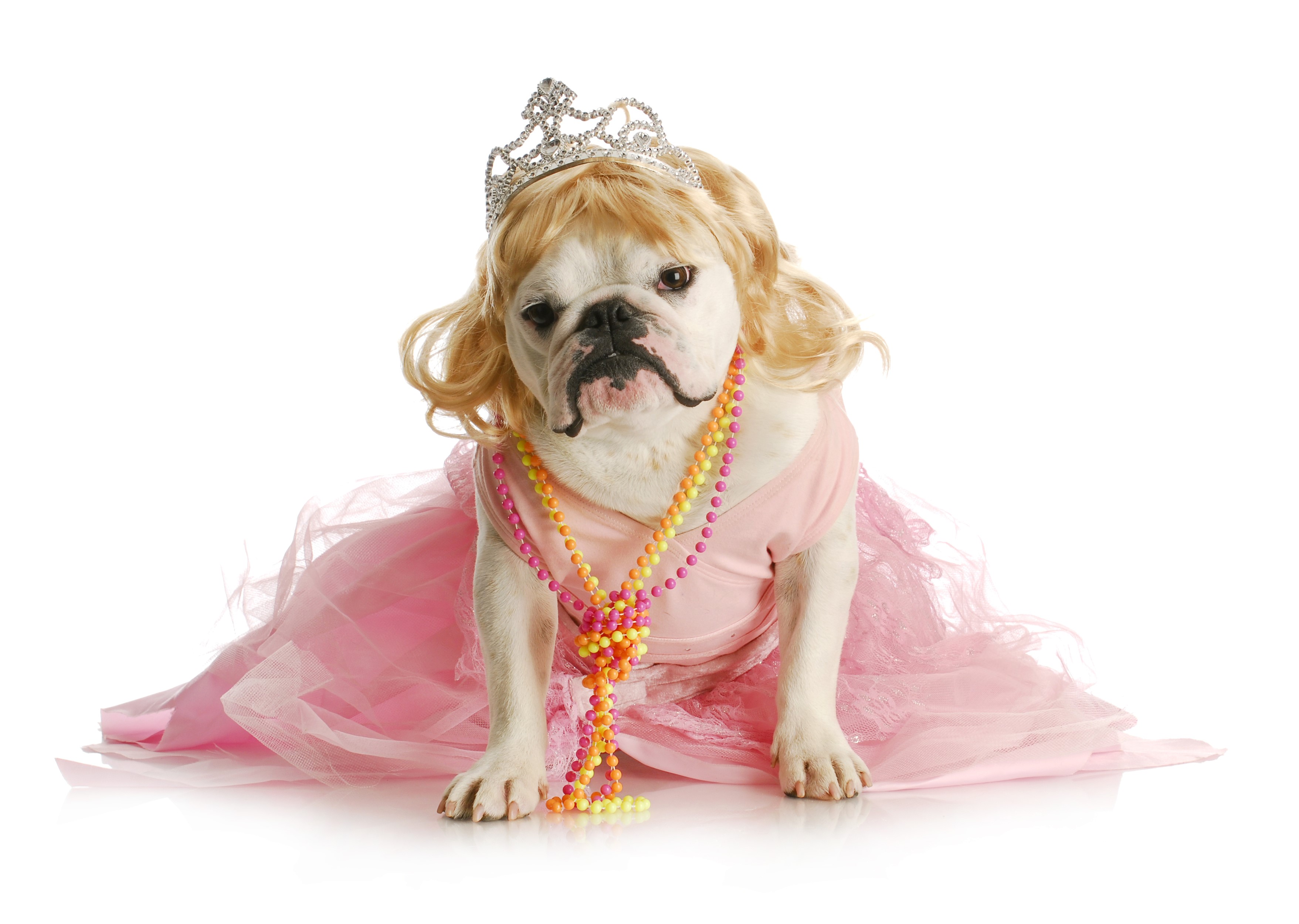 Bulldog wearing a blonde wig, tiara, and pink dress HD Wallpaper
