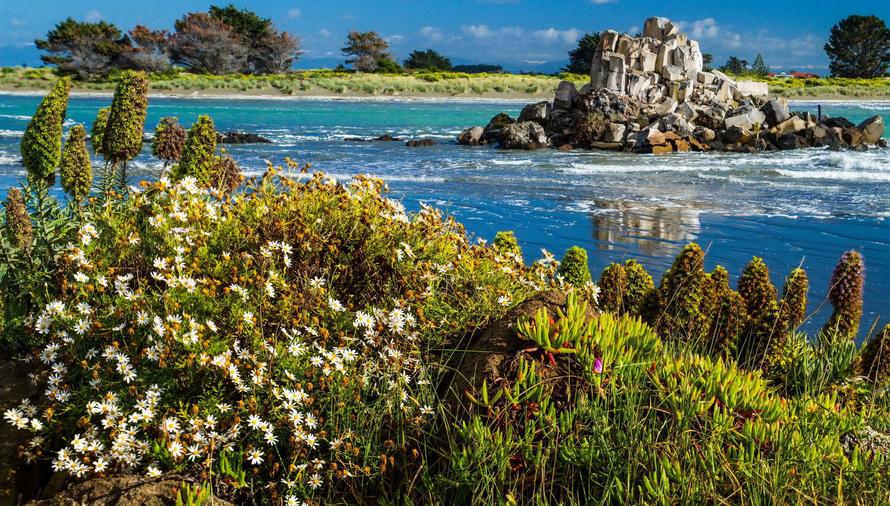 Coastal scene with flowers and rock formation in New Zealand HD Wallpaper