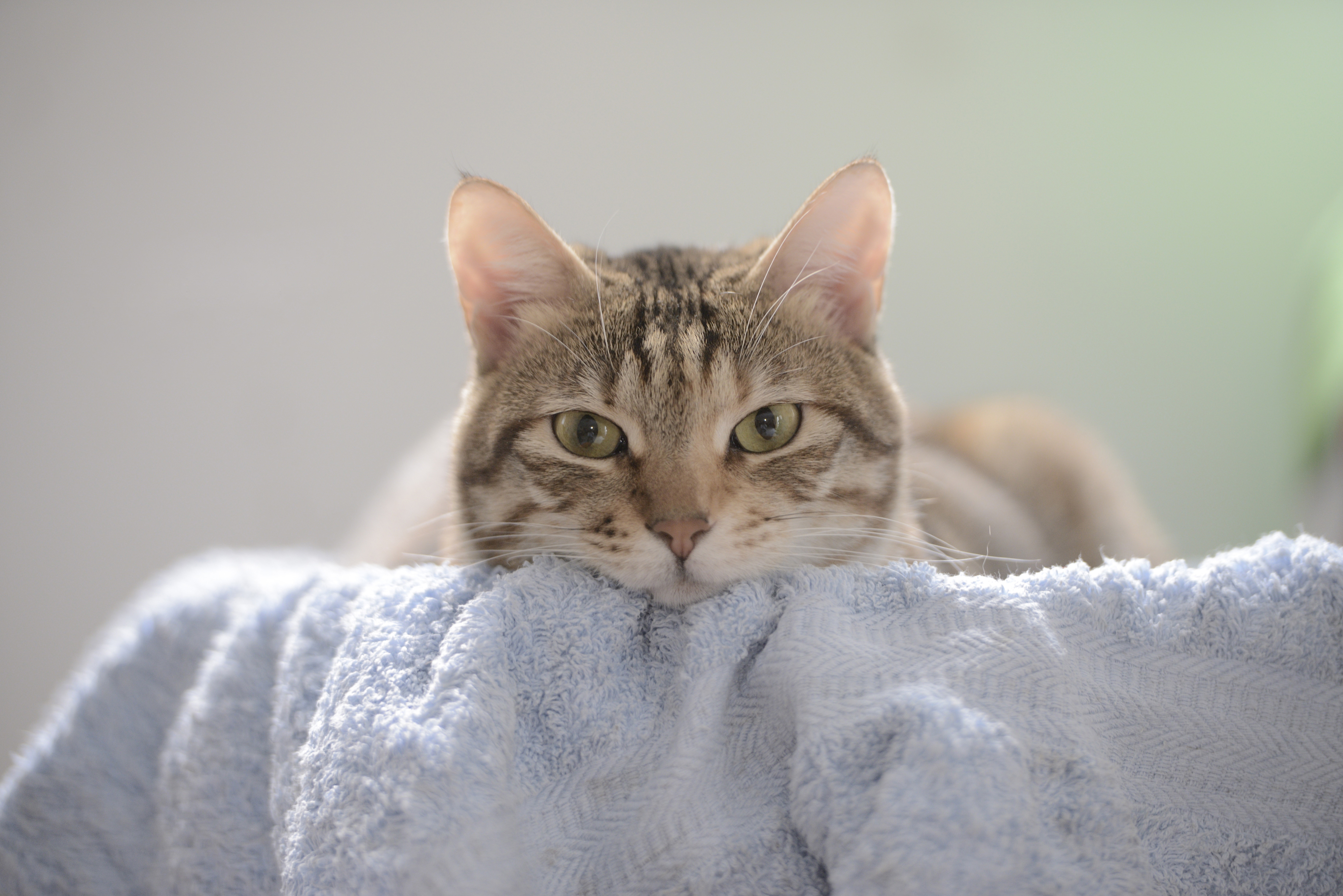 Cat glancing over a towel HD Wallpaper