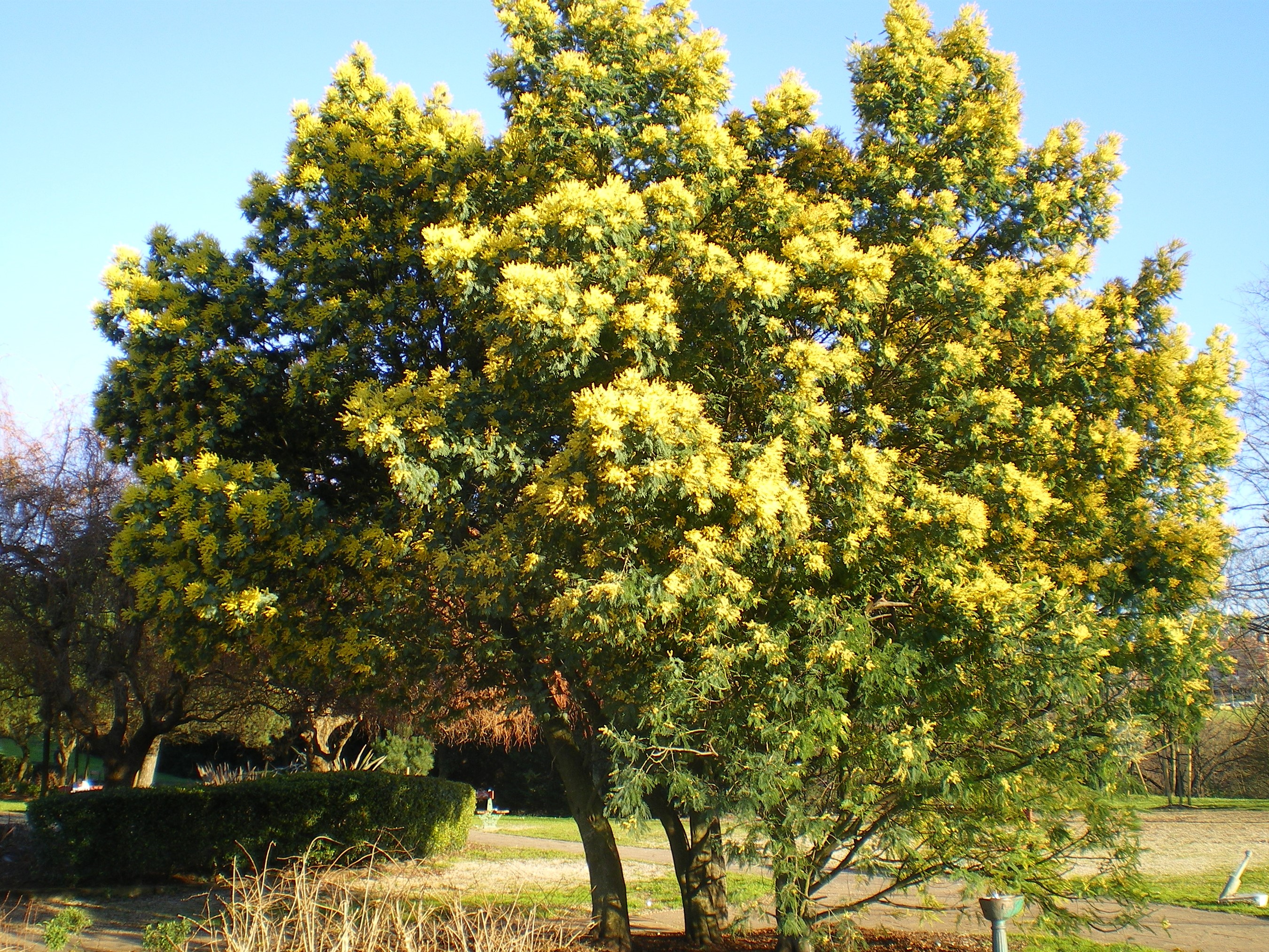 Silver wattle tree with yellow flowers HD Wallpaper