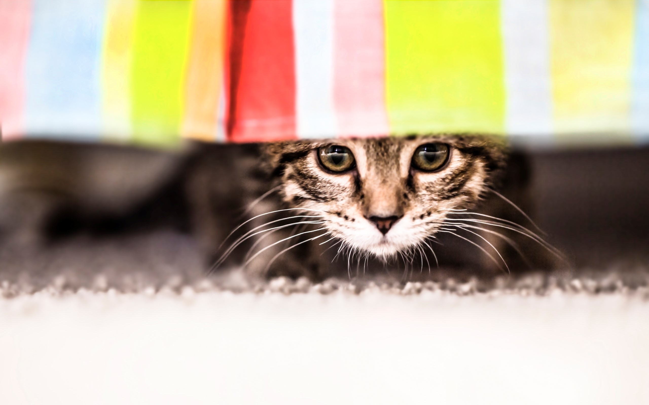 Cat peeking from behind colorful fabric HD Wallpaper