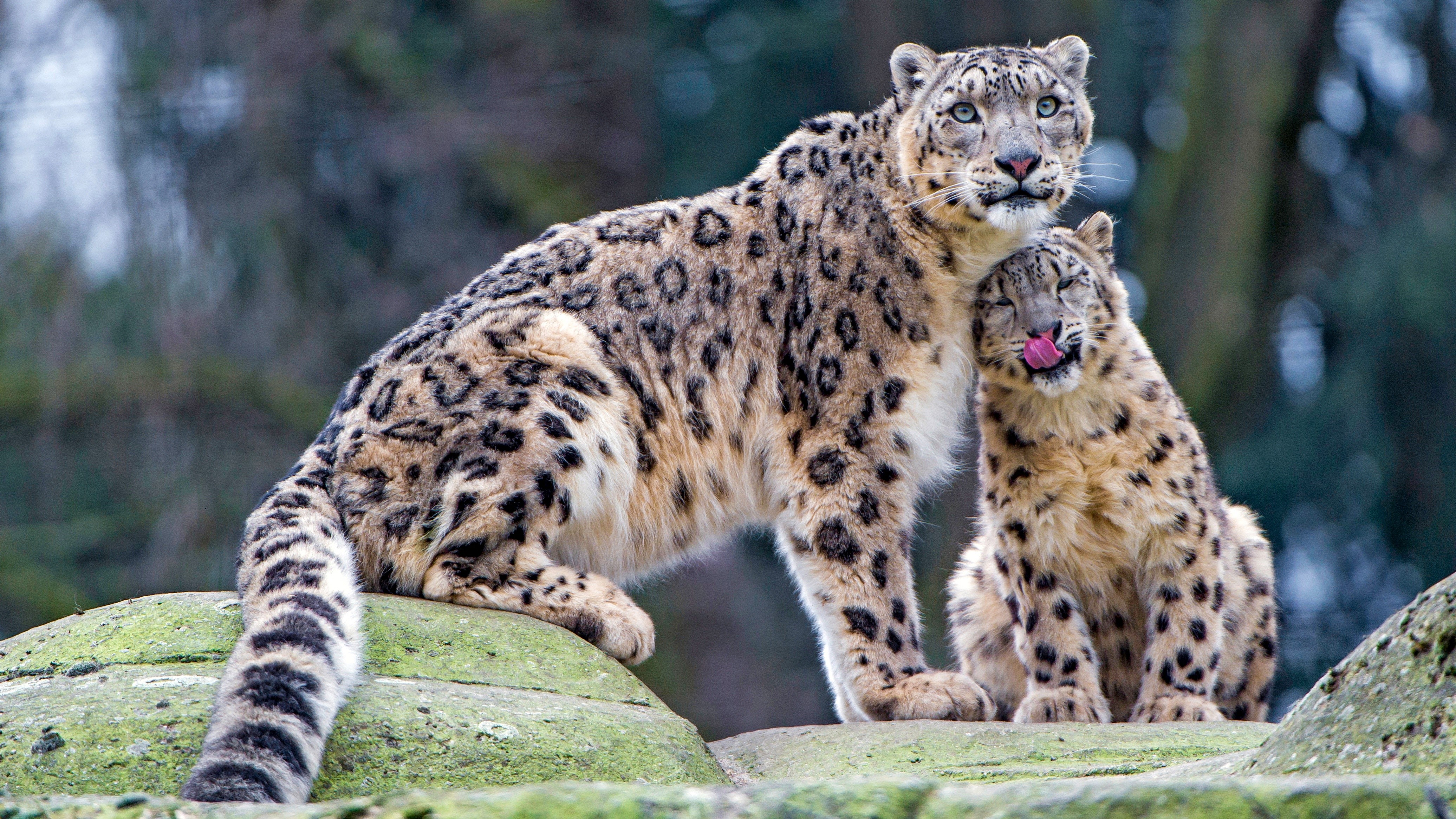 Two Snow Leopards on Rocks HD Wallpaper