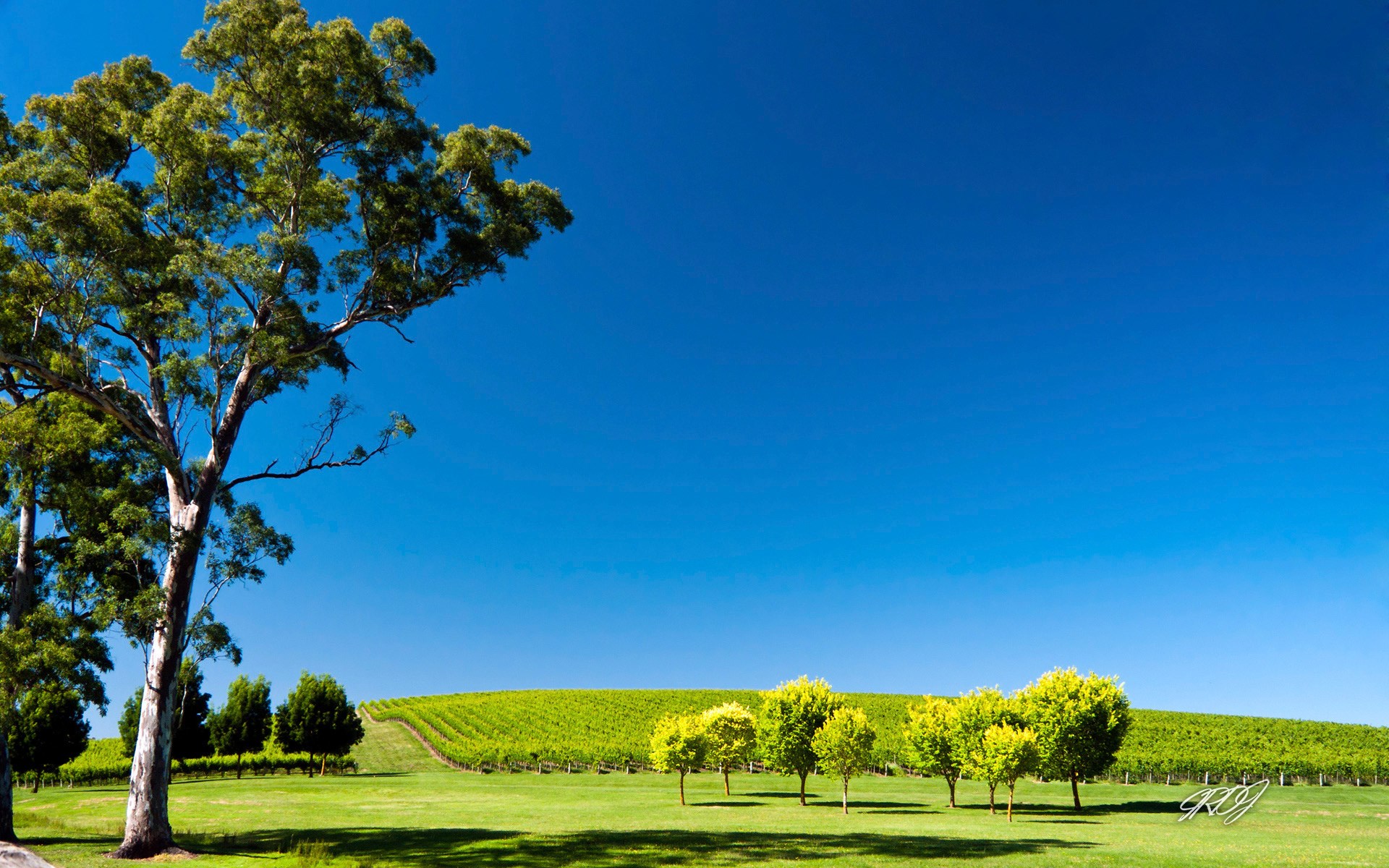 Vineyard landscape with large tree and blue sky HD Wallpaper