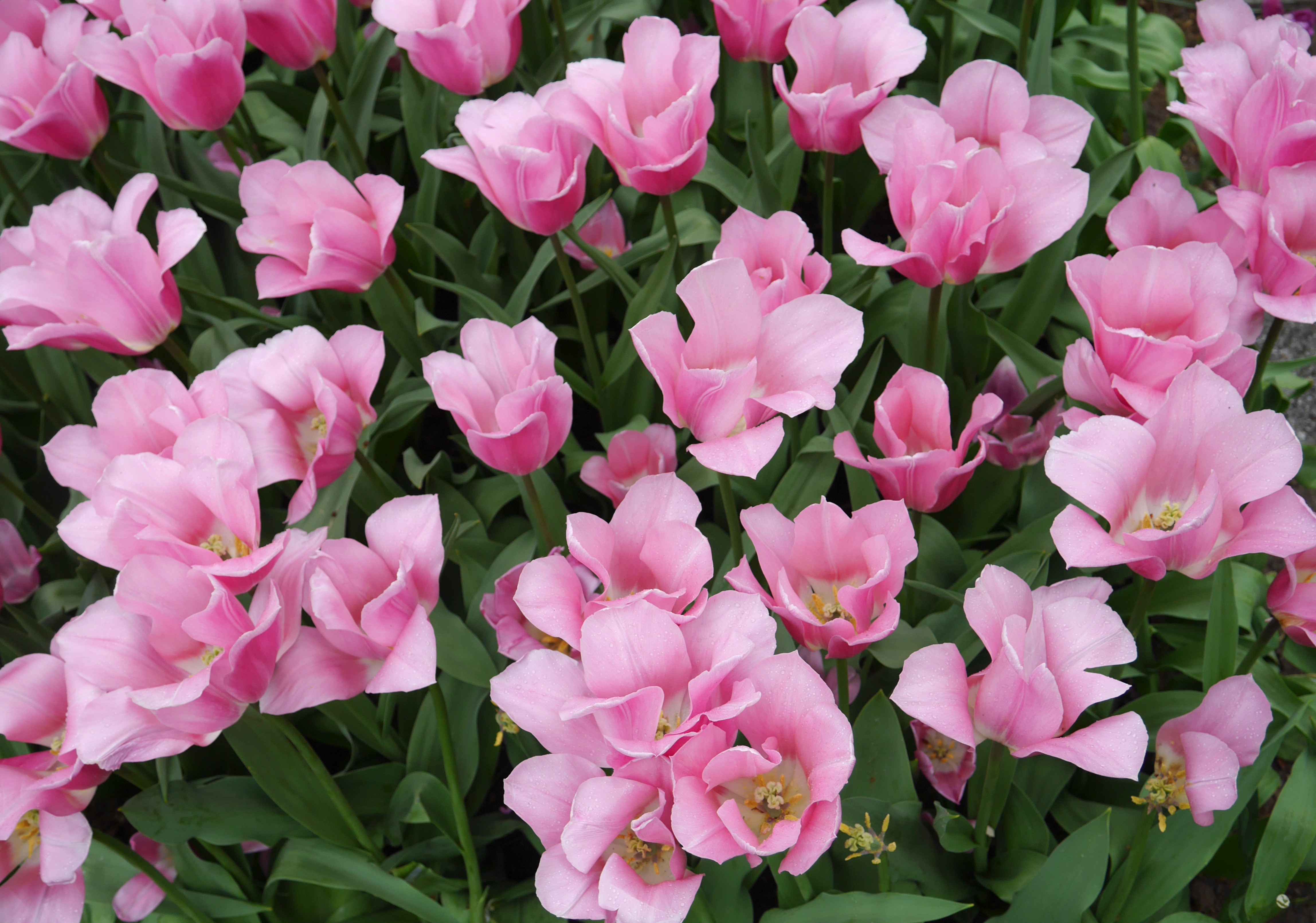 4K Pink Tulips HD Wallpaper