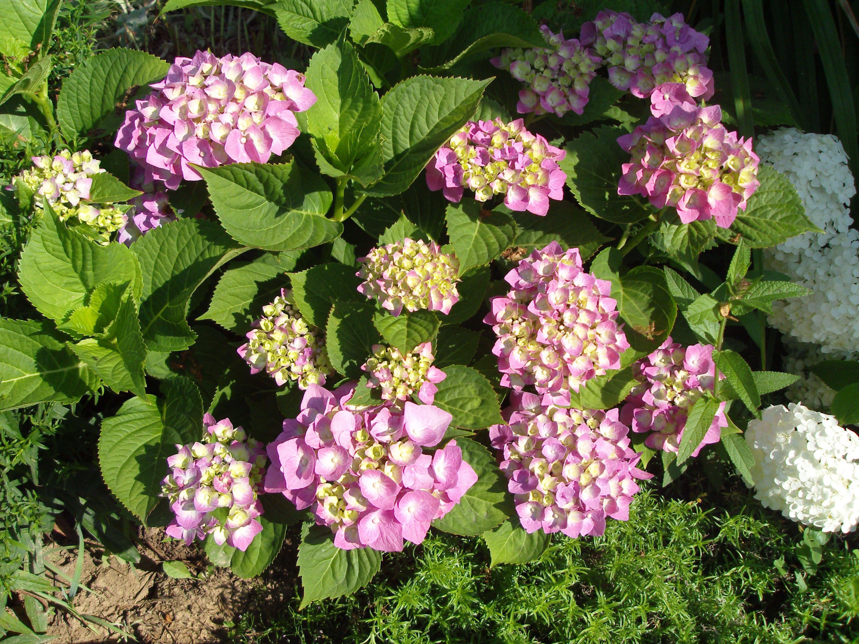 Pink and white hydrangeas with green foliage HD Wallpaper